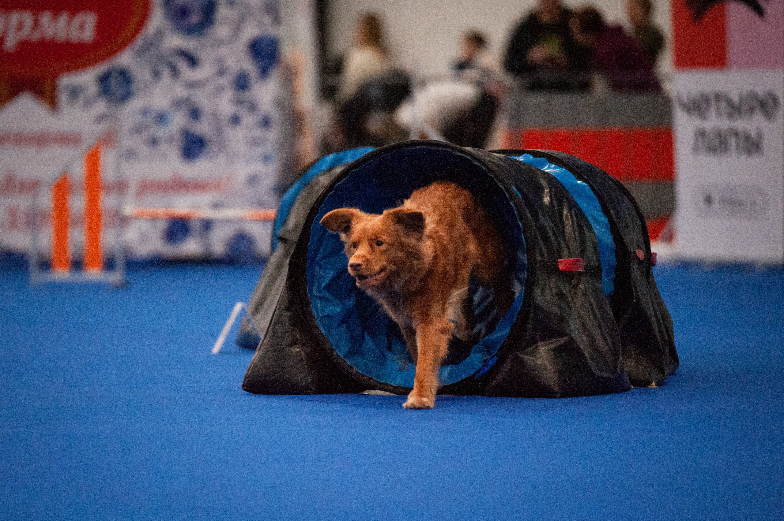 Спорт. Танцевальный фотограф Анна Берзина, Санкт-Петербург