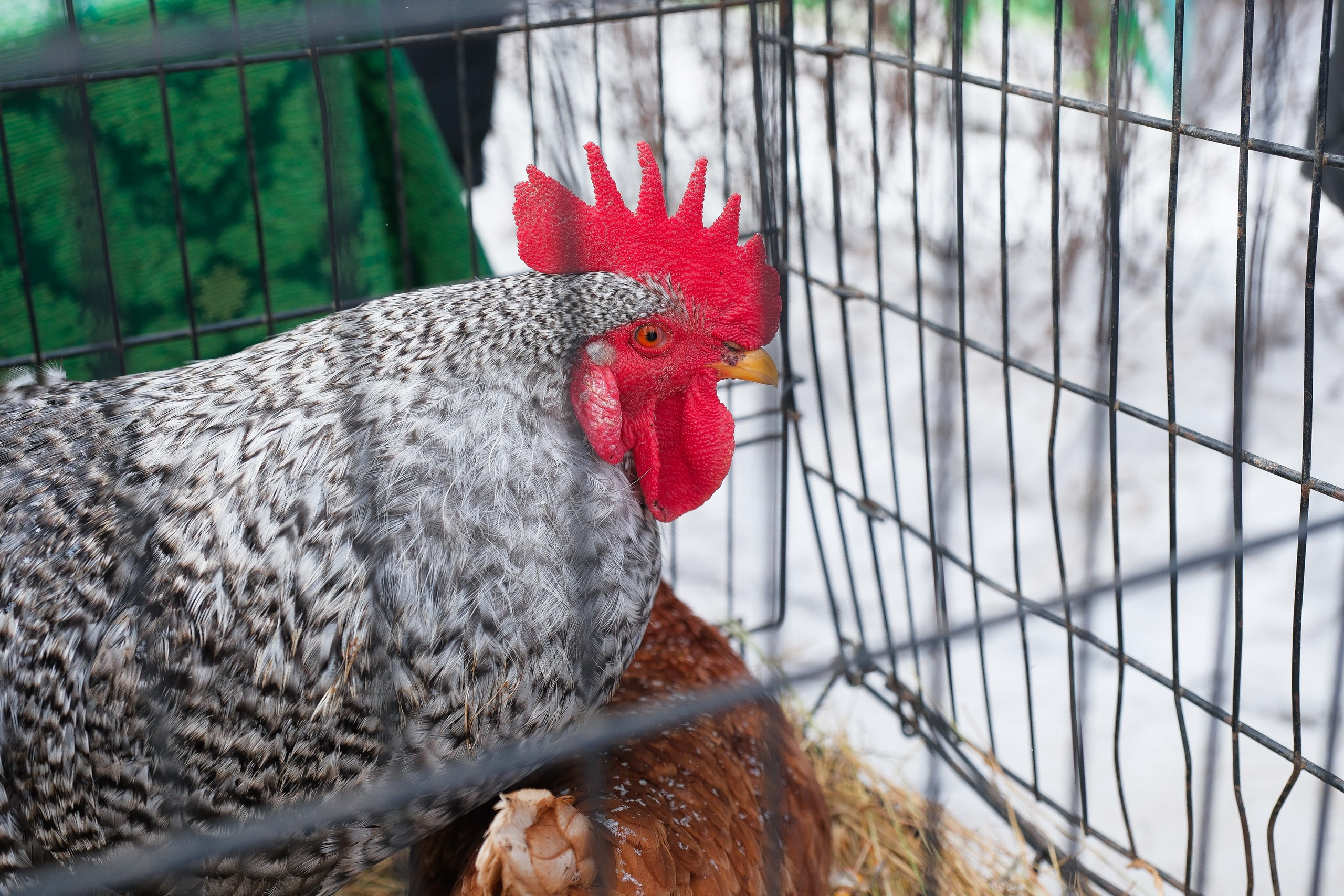 Масленица 2025. Фотограф Анатолий Деникин