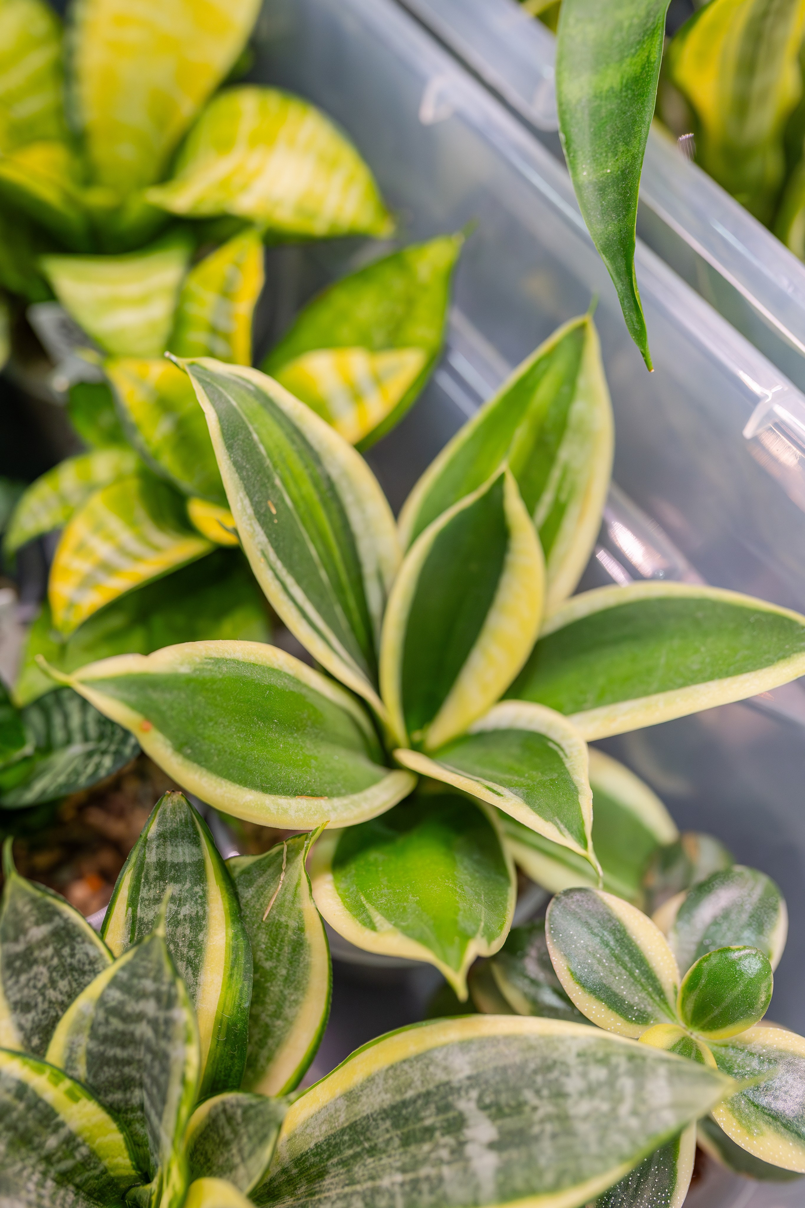 Монстериум апрель 2026. Александра Куликова фотограф, Москва