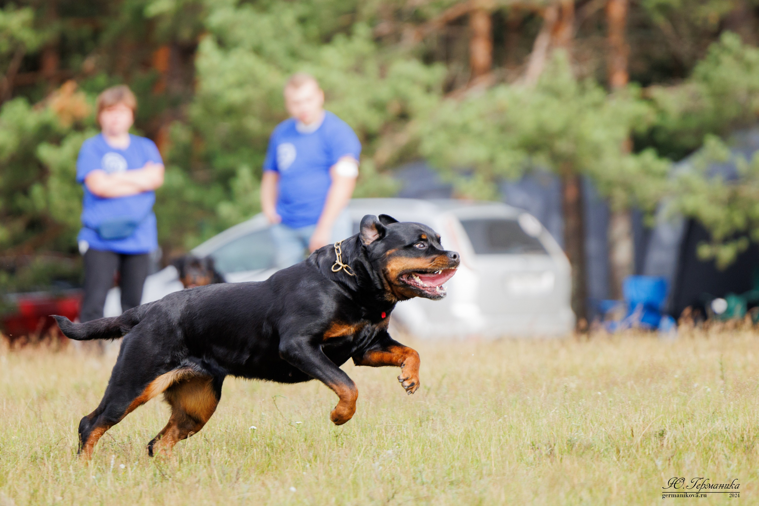 ПК и КЧК ротвейлеры Тверь 6-7.07.2024. Фотограф-анималист Юлия Германика
