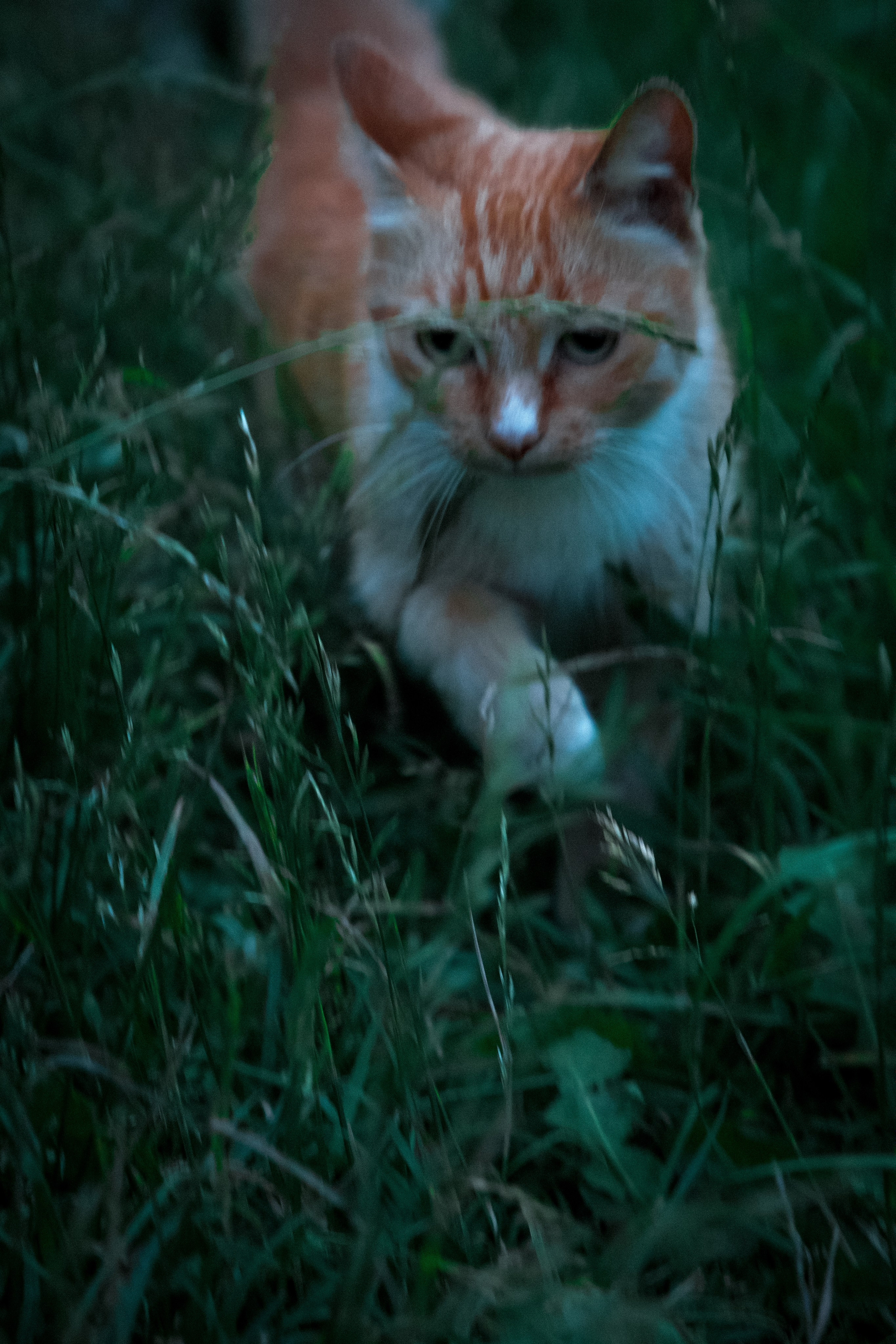 Exceligmos. Фотограф Анастасия Сонина