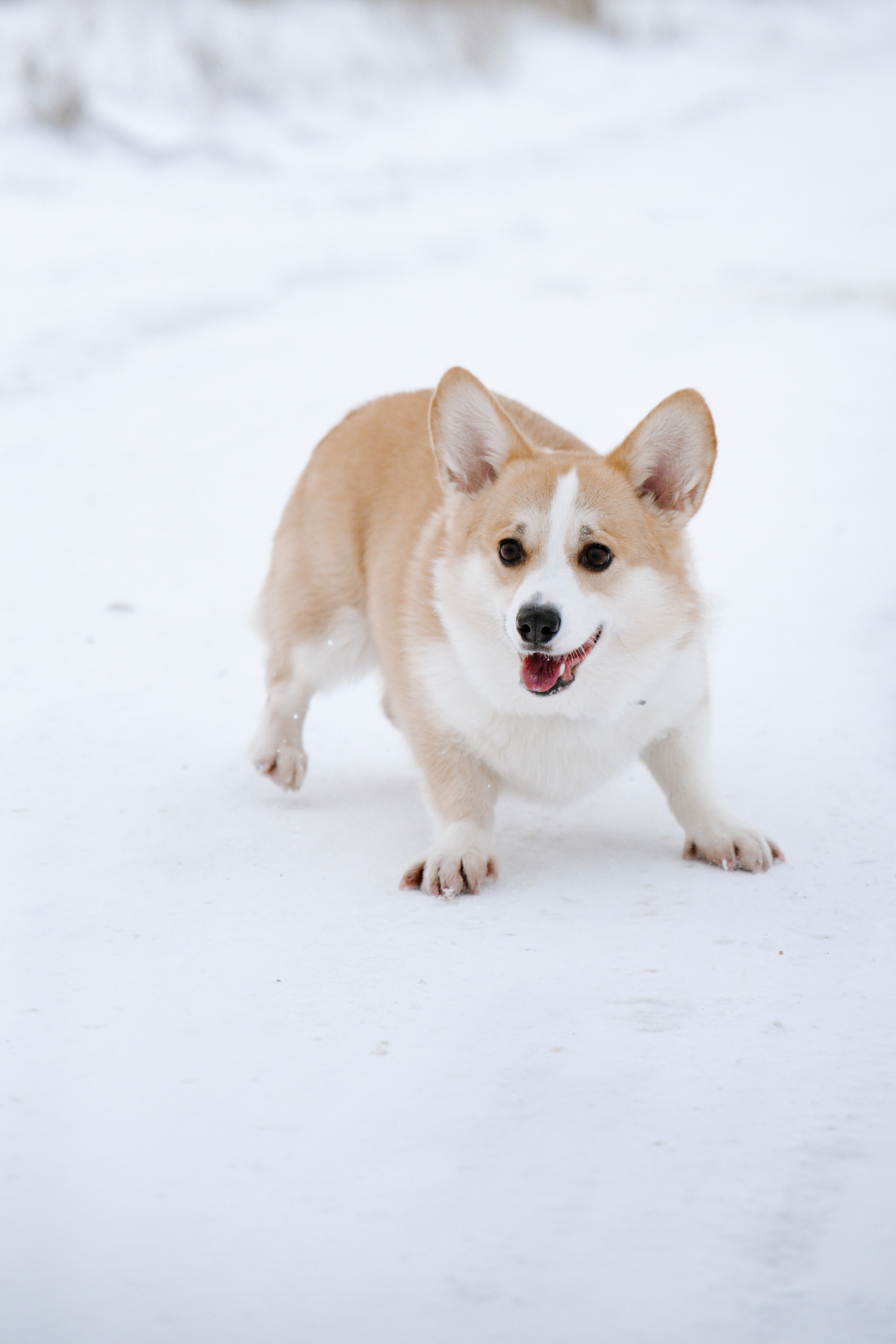 Питомцы. Семейный фотограф | Керчь | Ивановская Виктория