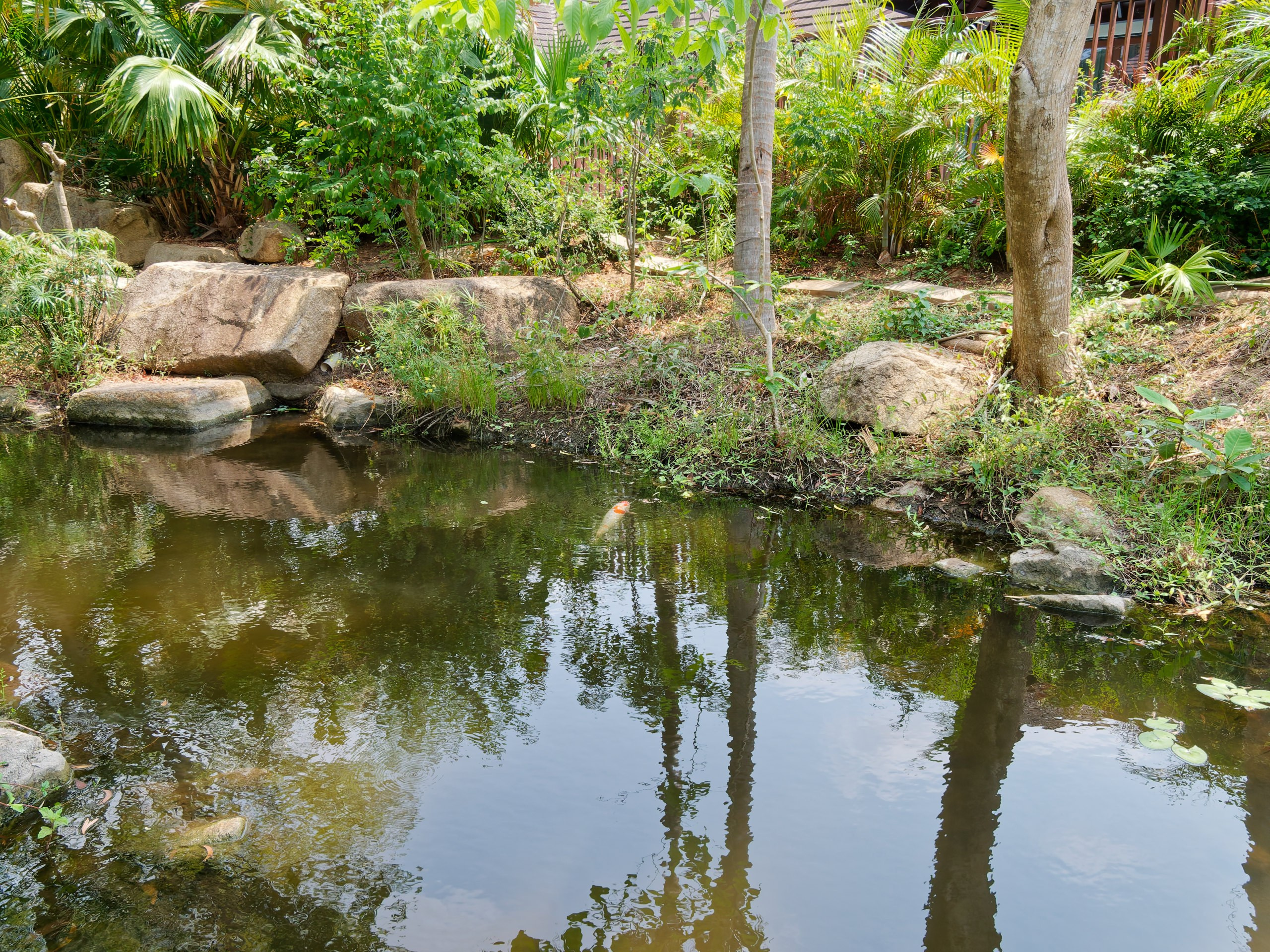 Хайнань 2026, флора, цветы и деревья. Фотопрогулки по Миру