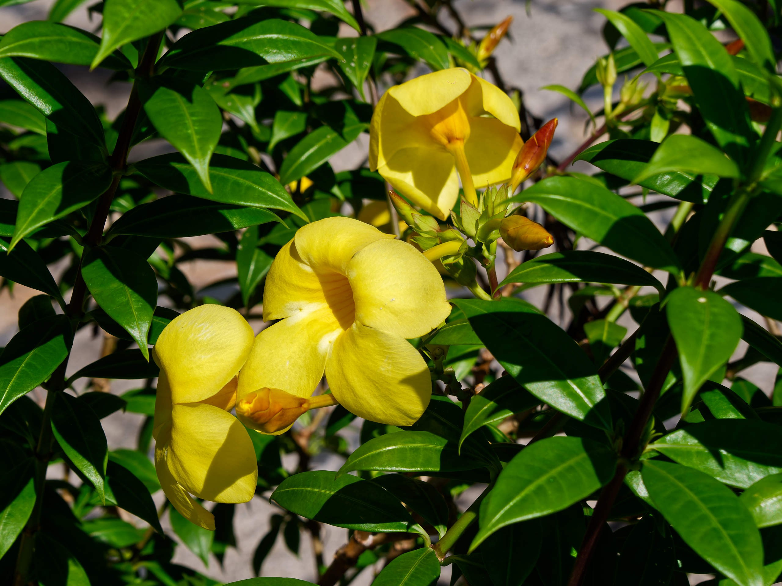 Нячанг 2023. Избранные фотографии