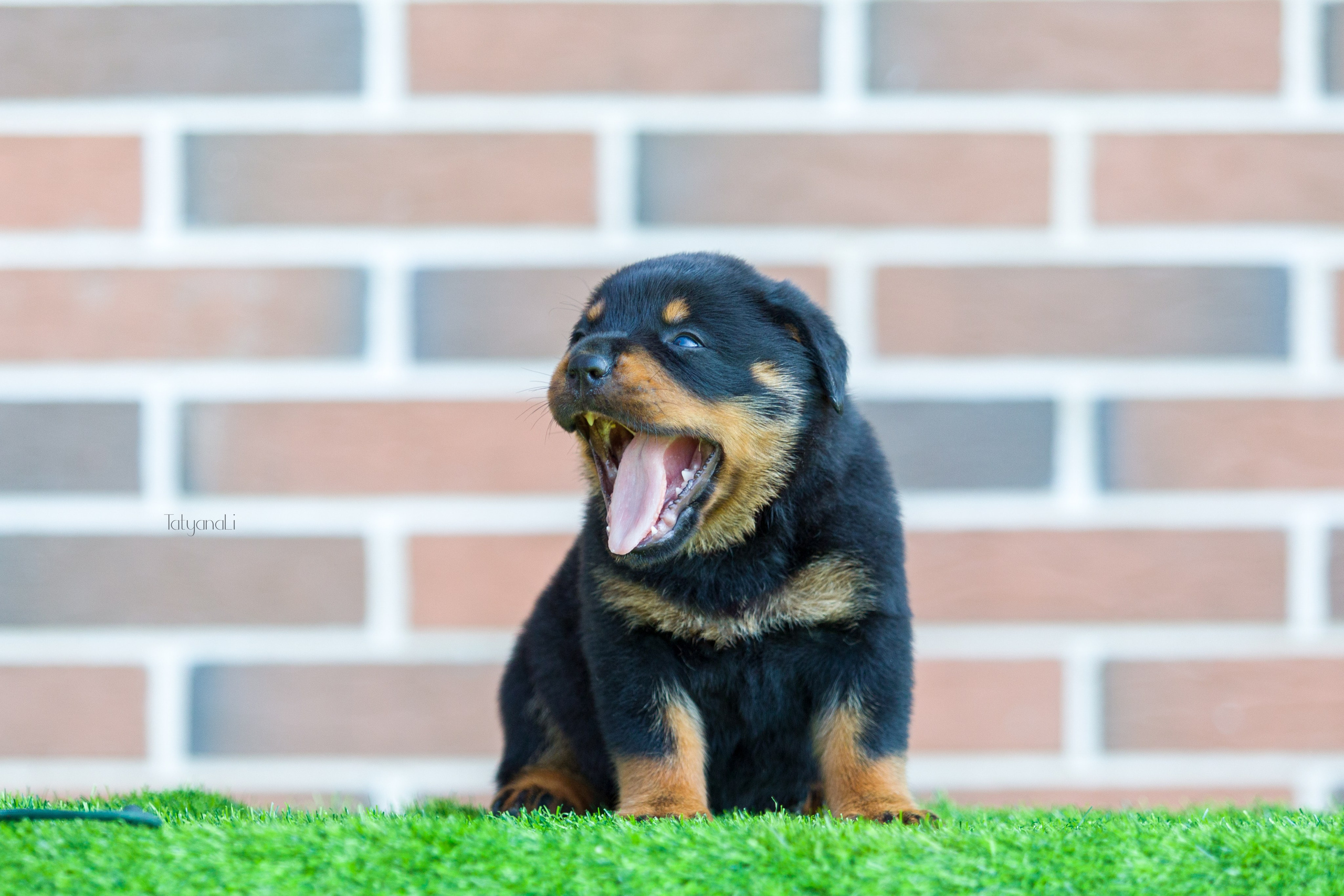 Ротвейлер. Фотограф — анималист Татьяна Ли