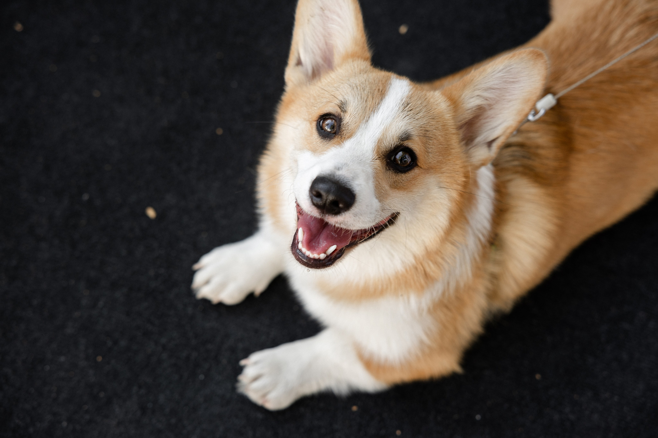 Свадебная серия. Свадебный фотограф в Иваново Гитарина Черняева