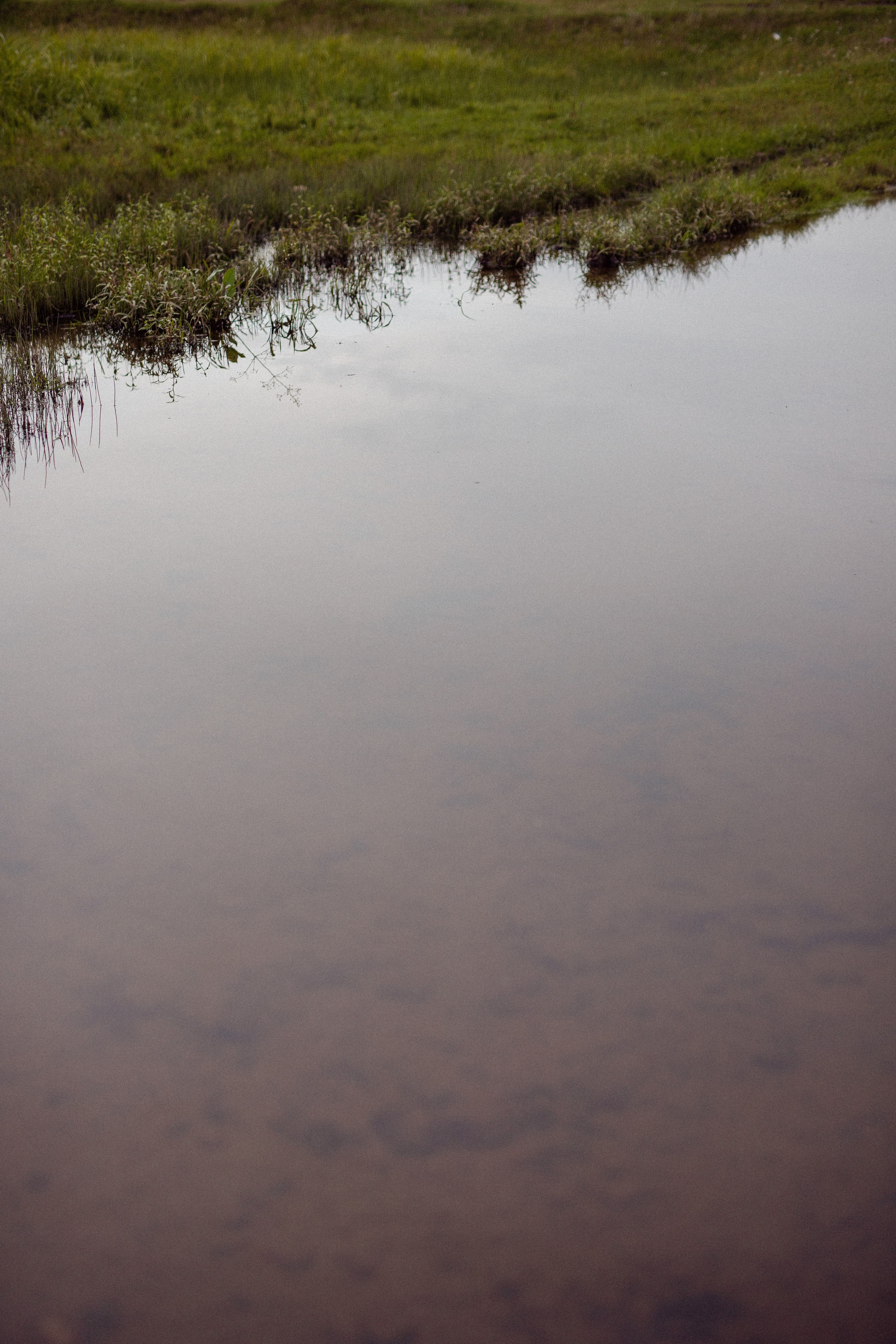 Лилия. Фотограф Анастасия Петрова