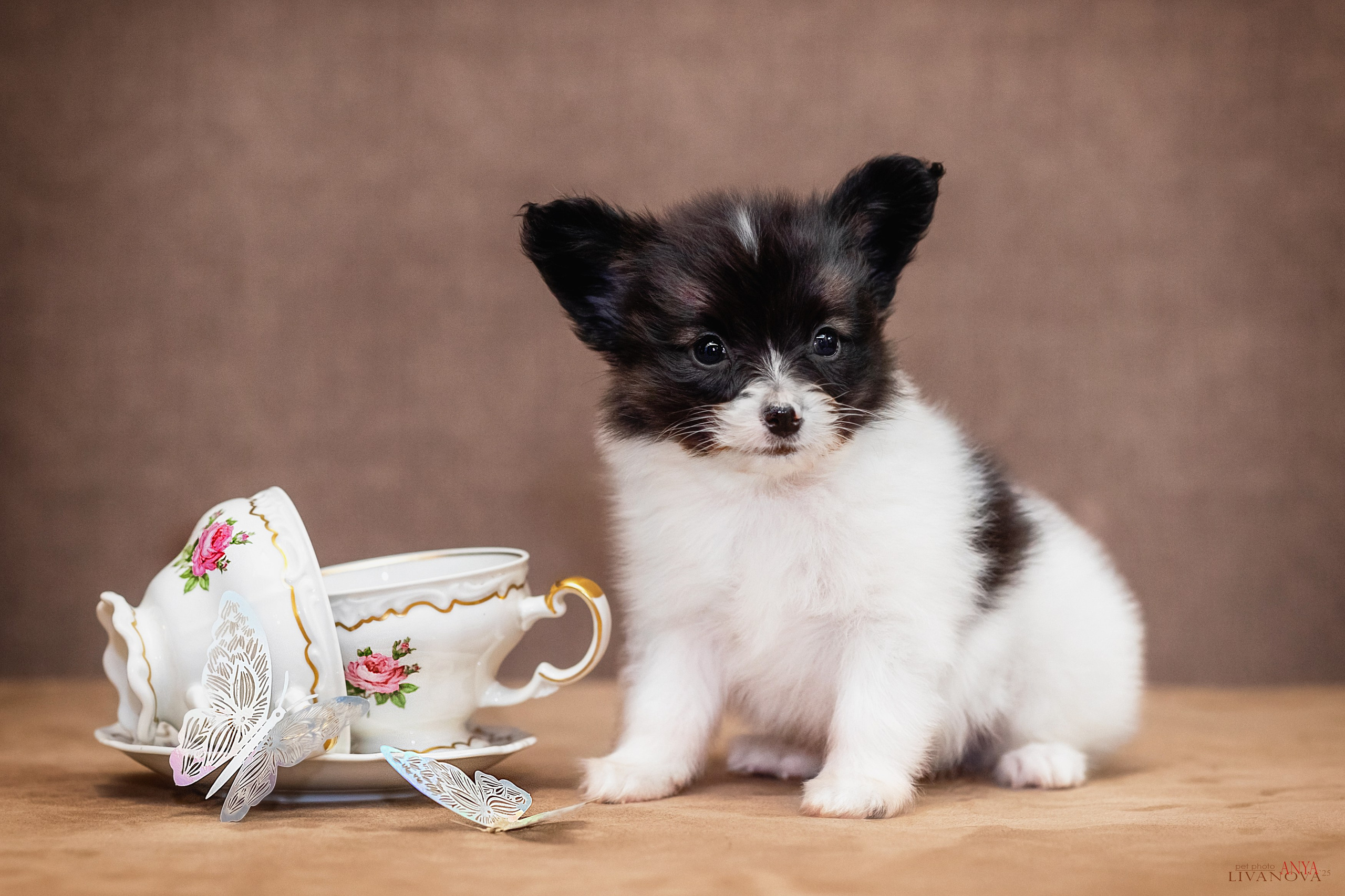 Папийончики. Фотограф анималист Аня Ливанова | Рыбинск
