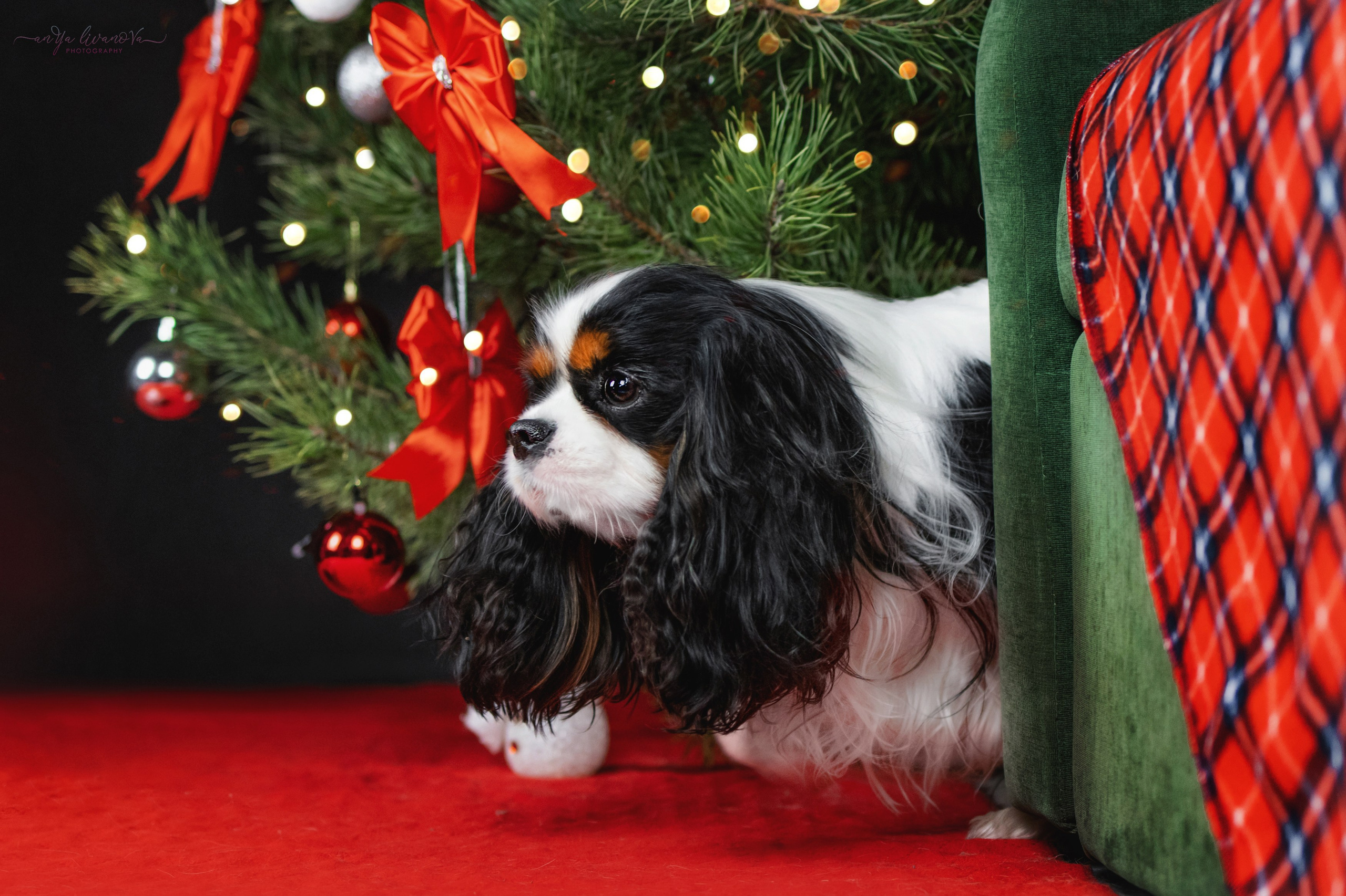 Новогодняя атмосфера в «Simply the Best». Фотограф анималист Аня Ливанова | Рыбинск