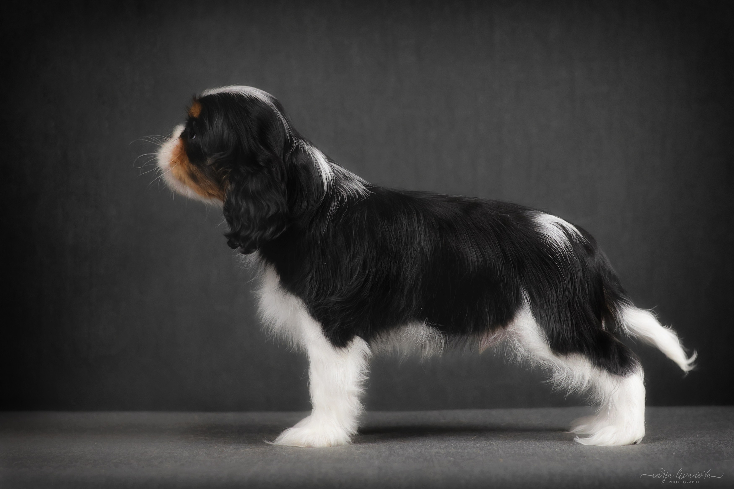 Кавалерчики. Фотограф анималист Аня Ливанова | Рыбинск