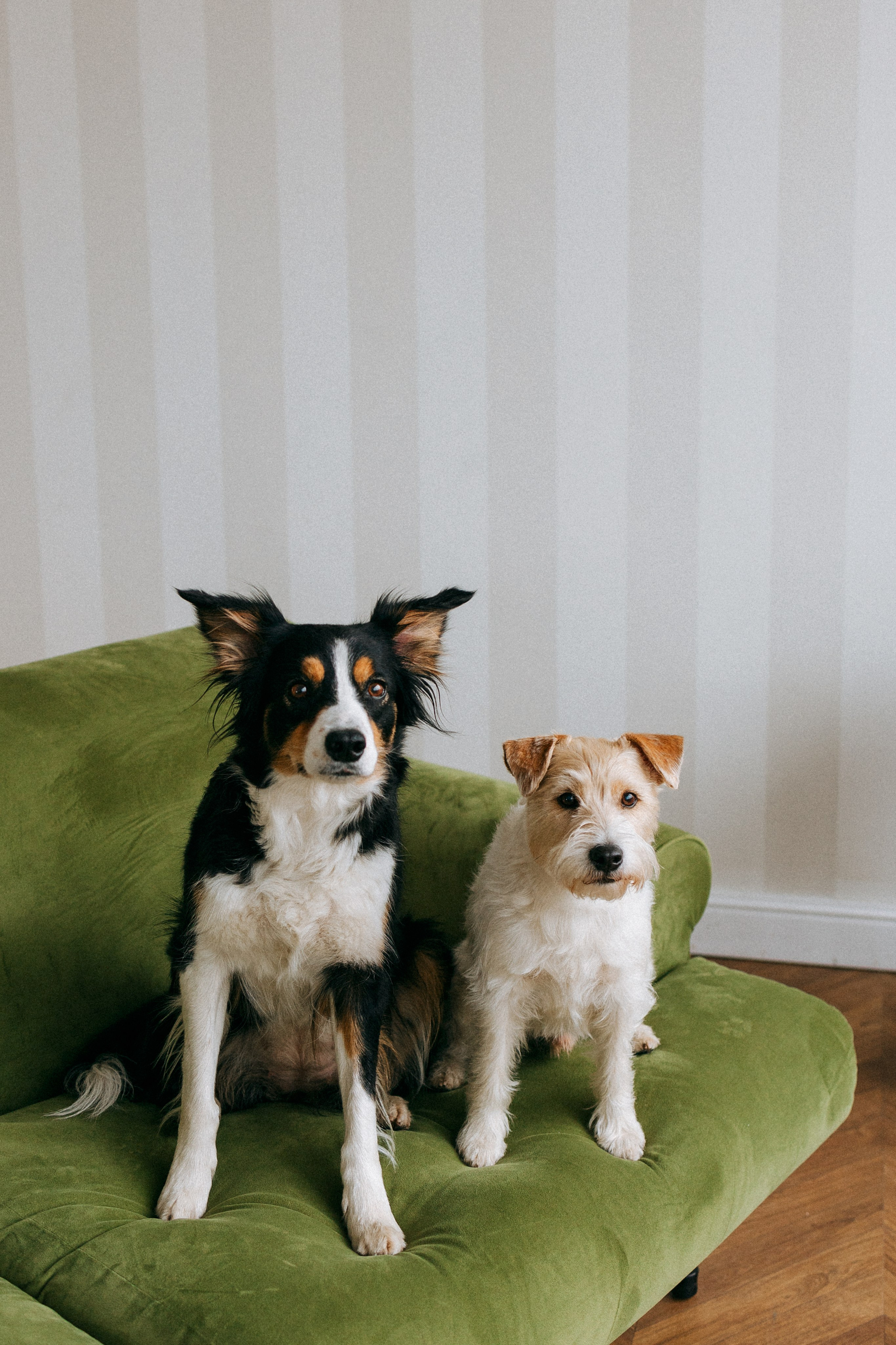 Цунами, Теон и Женя. Фотограф анималист Анастасия Пикей
