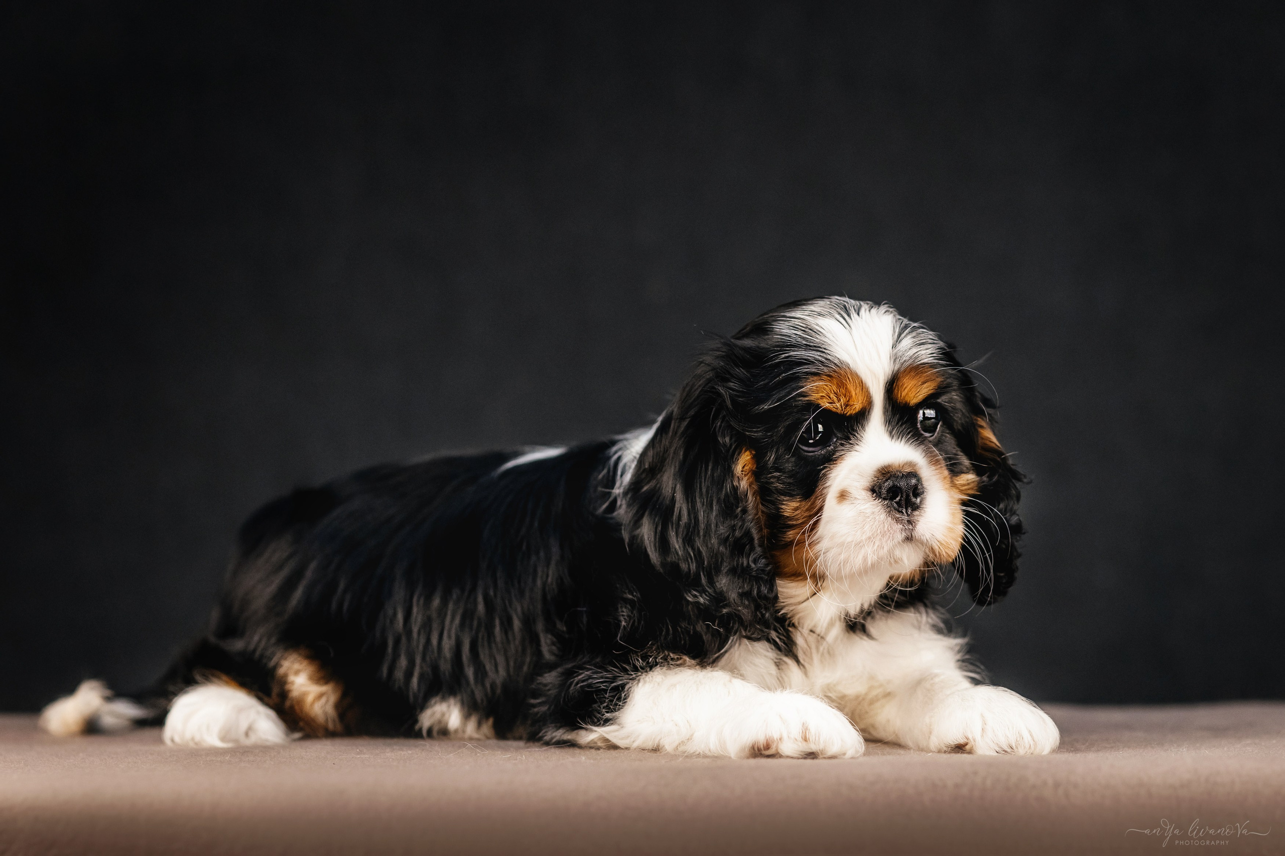 Кавалерчики. Фотограф анималист Аня Ливанова | Рыбинск