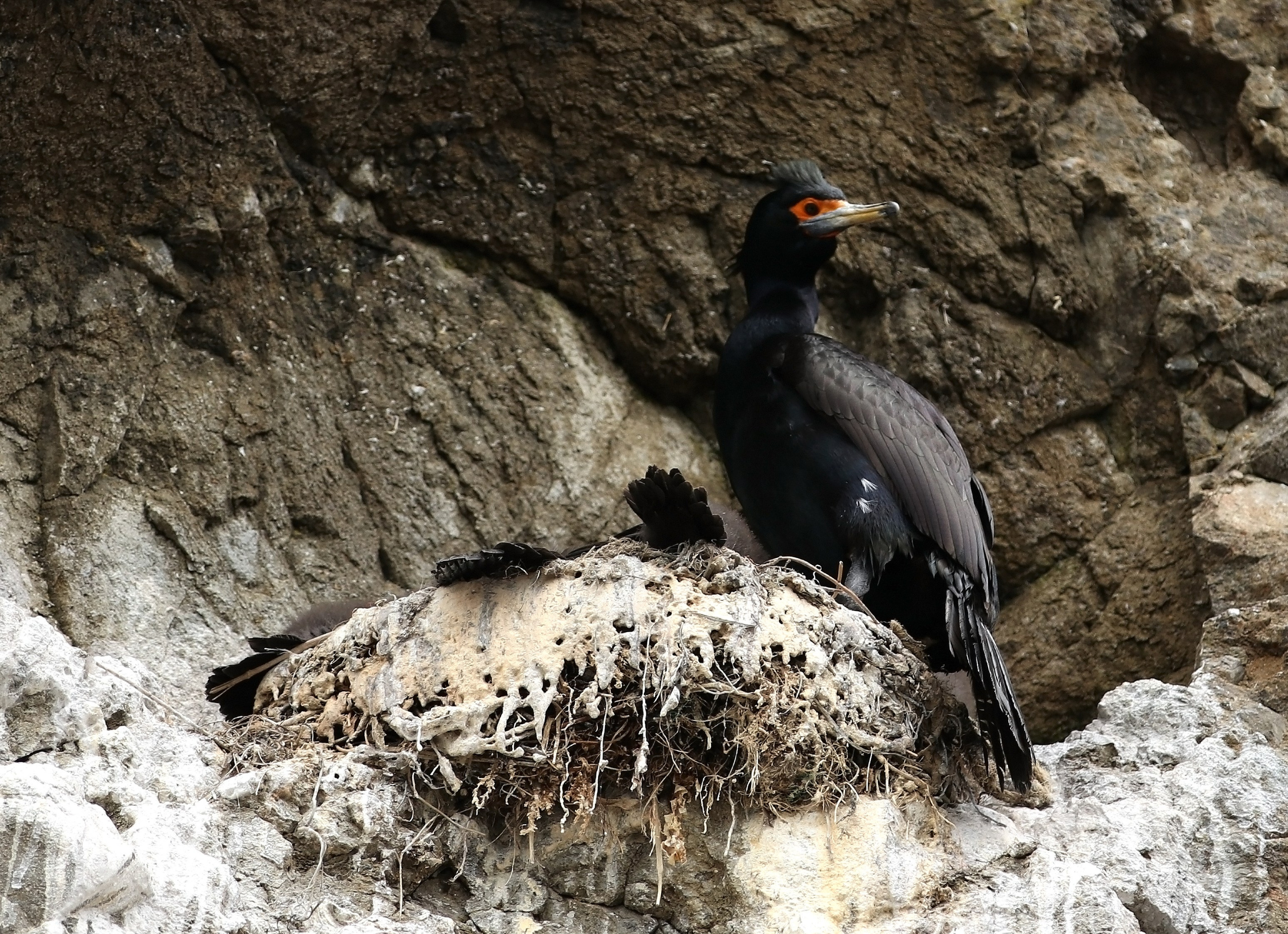 Камчатка и о. Парамушир. Июль 2024. Путешественник-фотограф из Санкт-Петербурга Татьяна Свистулина