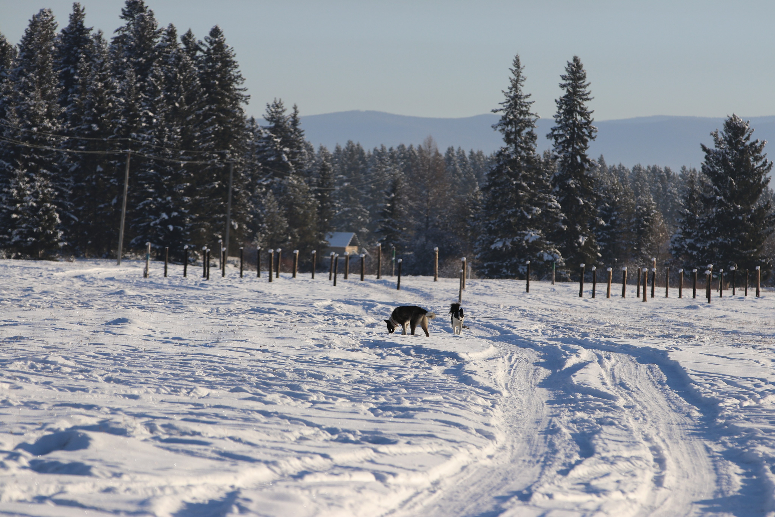 Аршан. Январь 2022. Путешественник-фотограф из Санкт-Петербурга Татьяна Свистулина