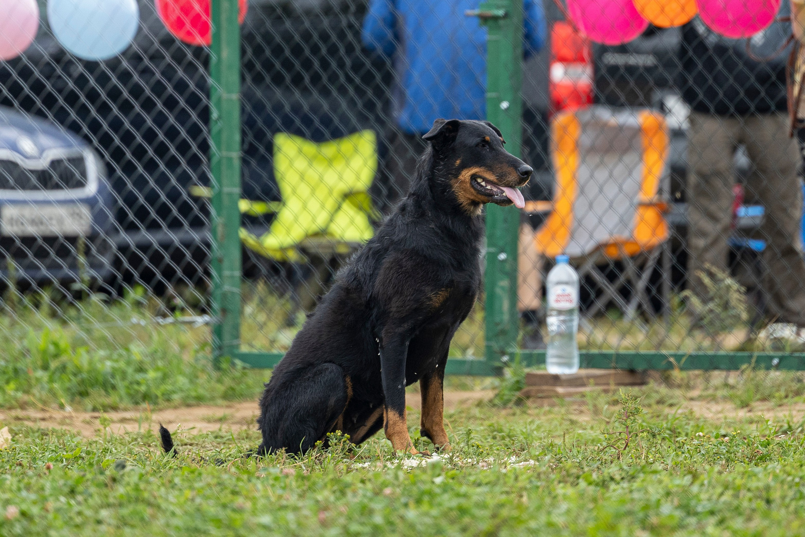 Соревнования по Мондьорингу г. Вологда 10-11.08.2024. Фотограф-анималист Анна Маринич