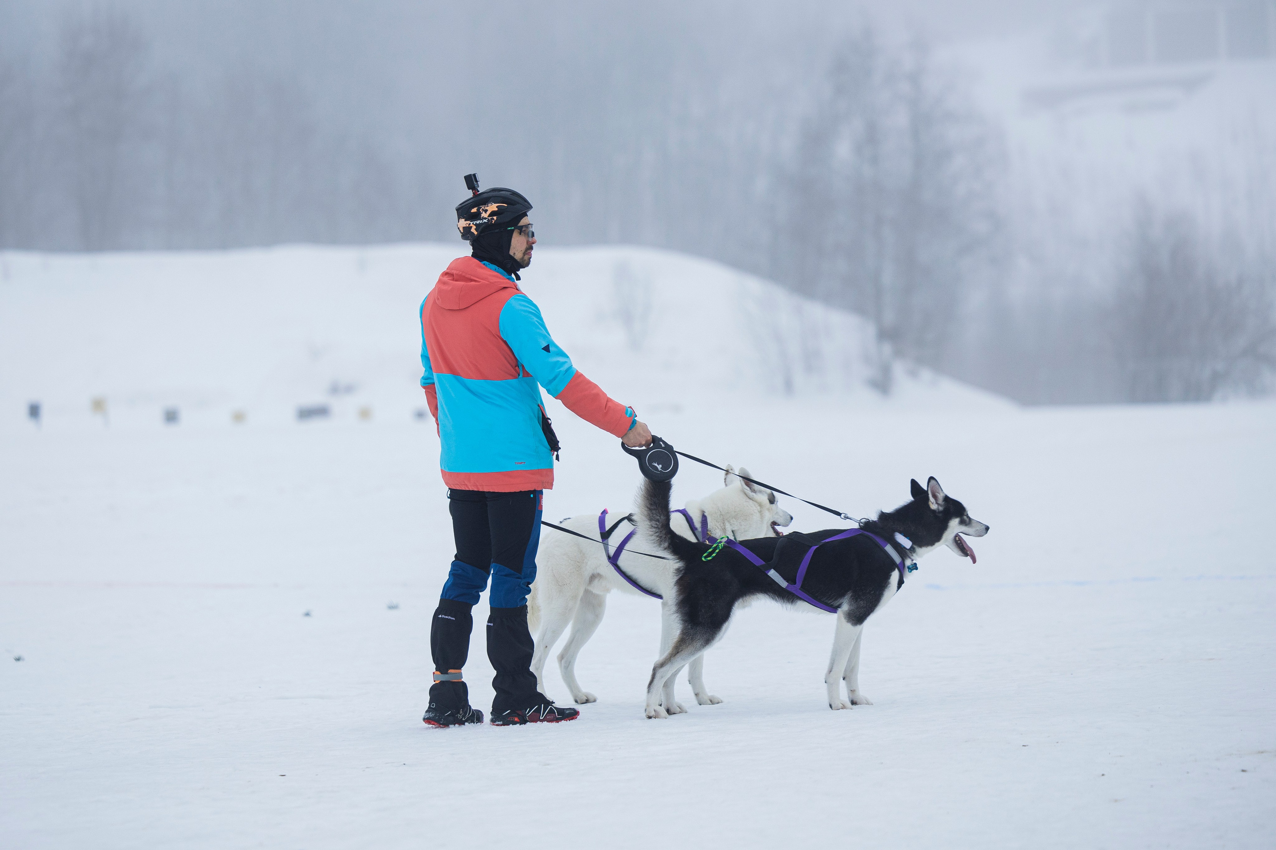 Зимний Чемпионат Санкт-Петербурга по ездовому спорту. Фотограф-анималист Анна Маринич