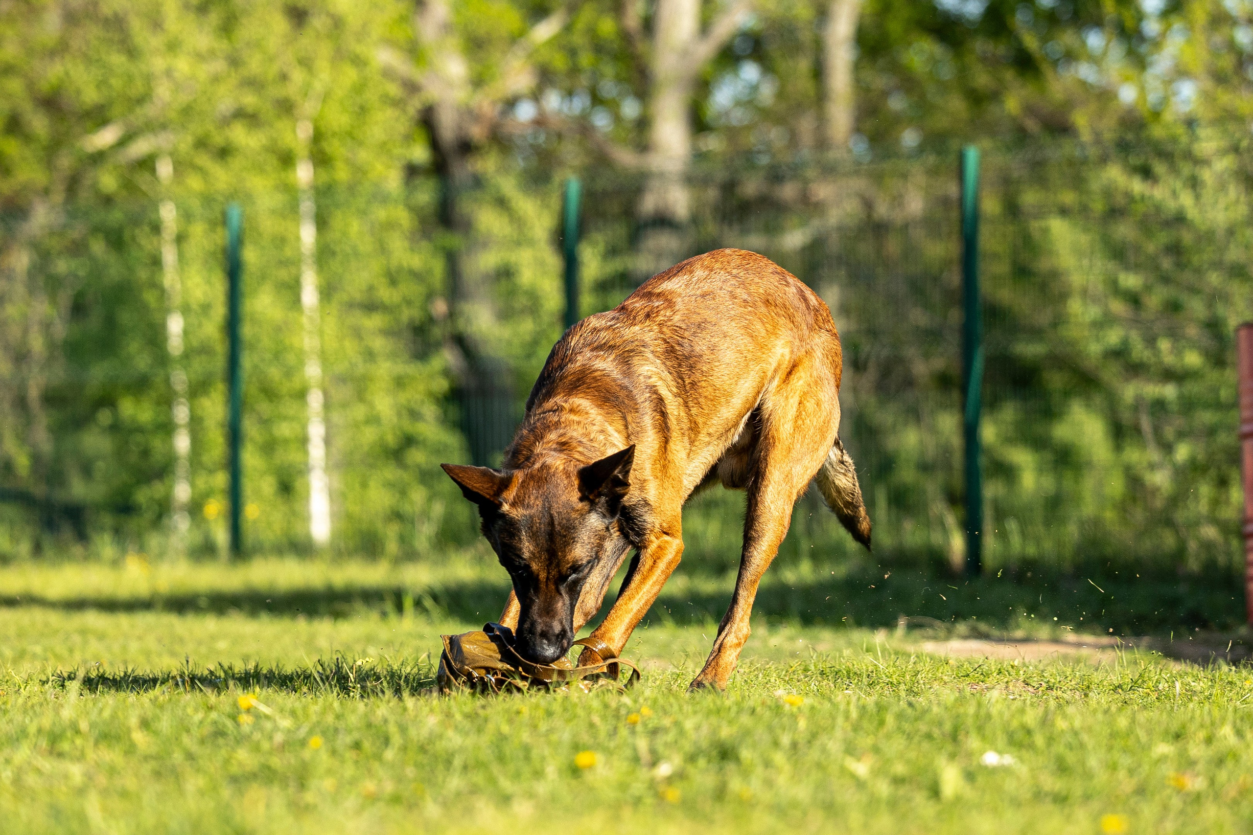 Испытания по мондьорингу в Нижнем Новгороде. Фотограф-анималист Анна Маринич