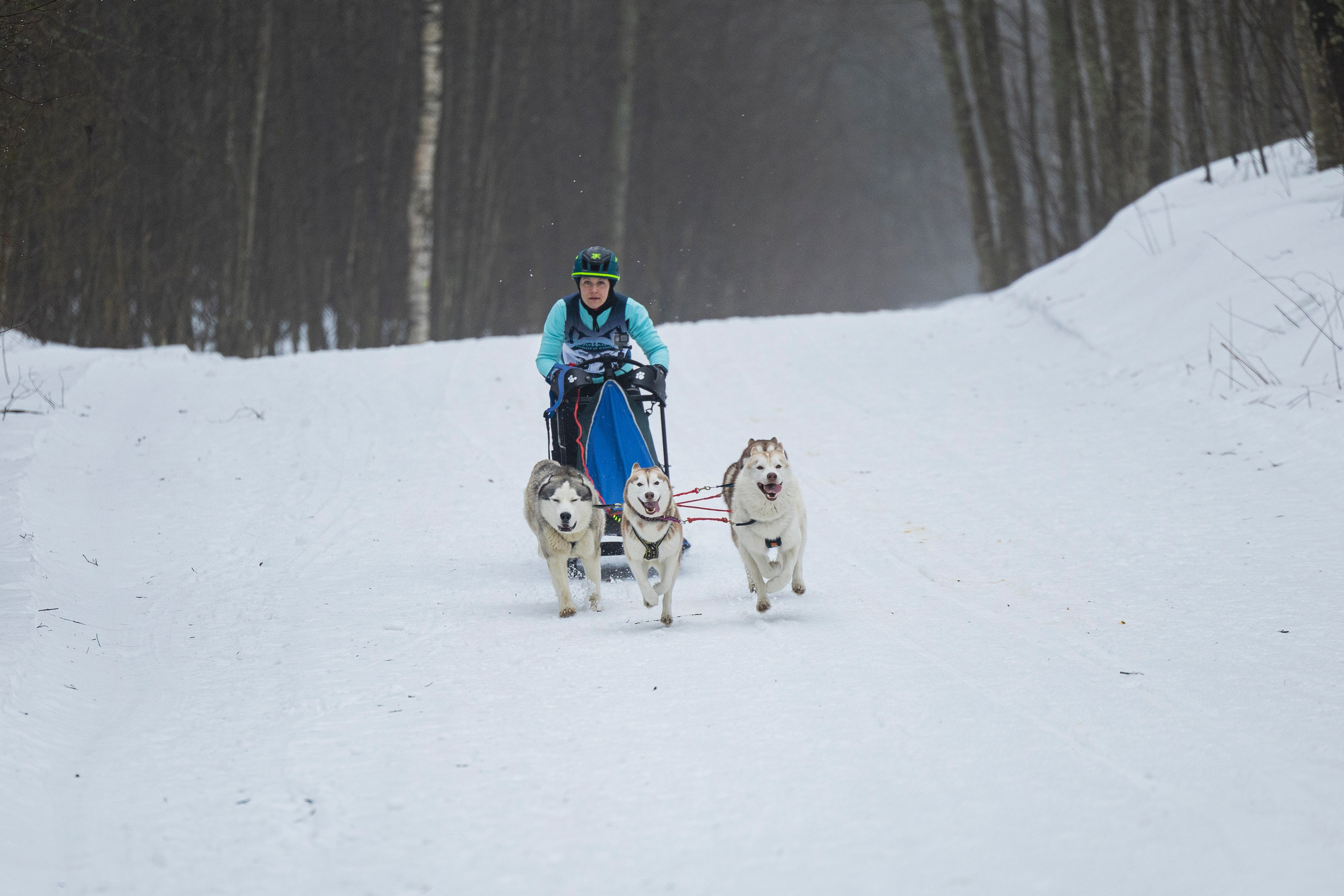 Зимний Чемпионат Санкт-Петербурга по ездовому спорту. Фотограф-анималист Анна Маринич