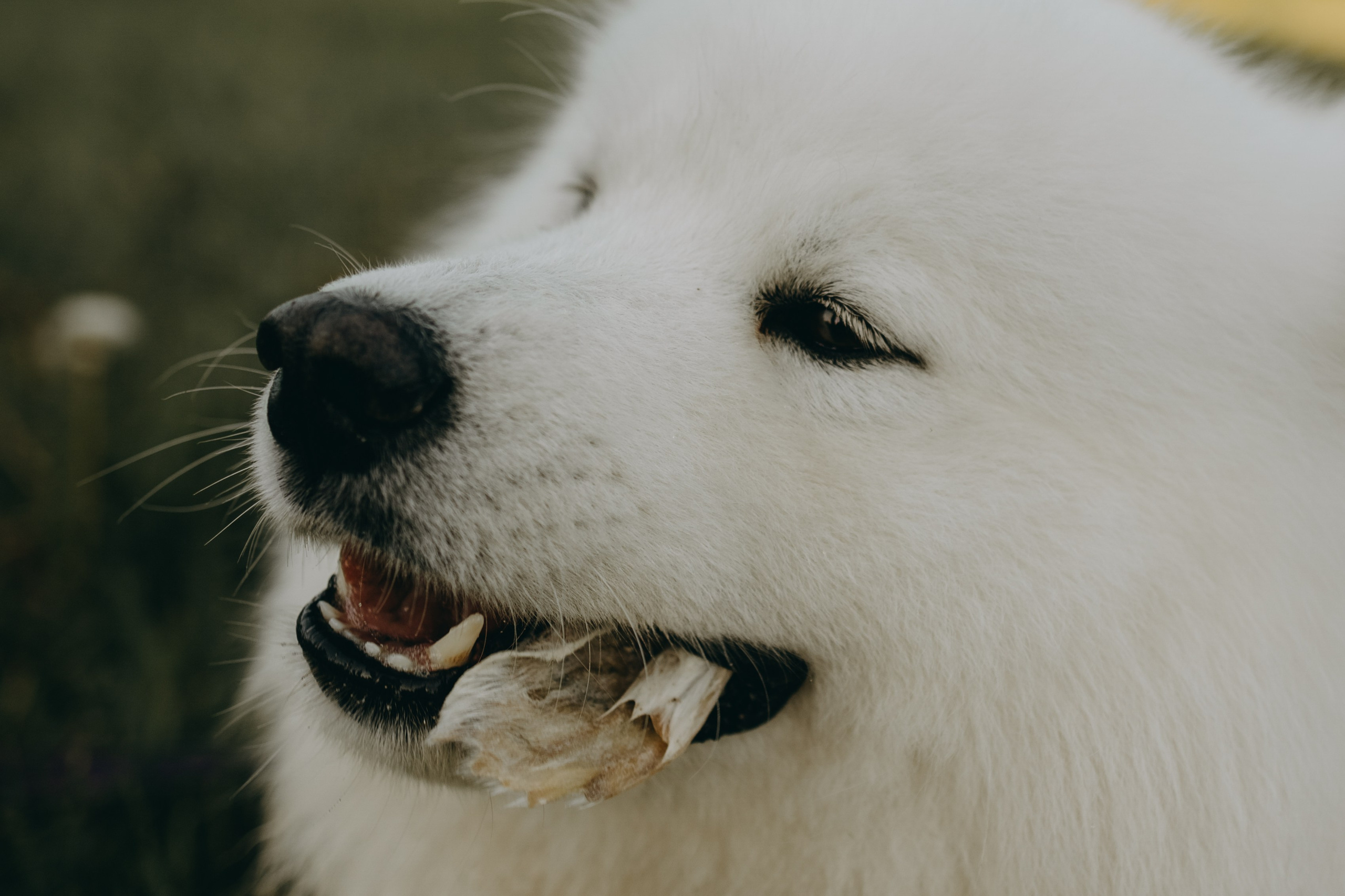 Танго и его семья. Фотограф — Анималист | Санкт-Петербург