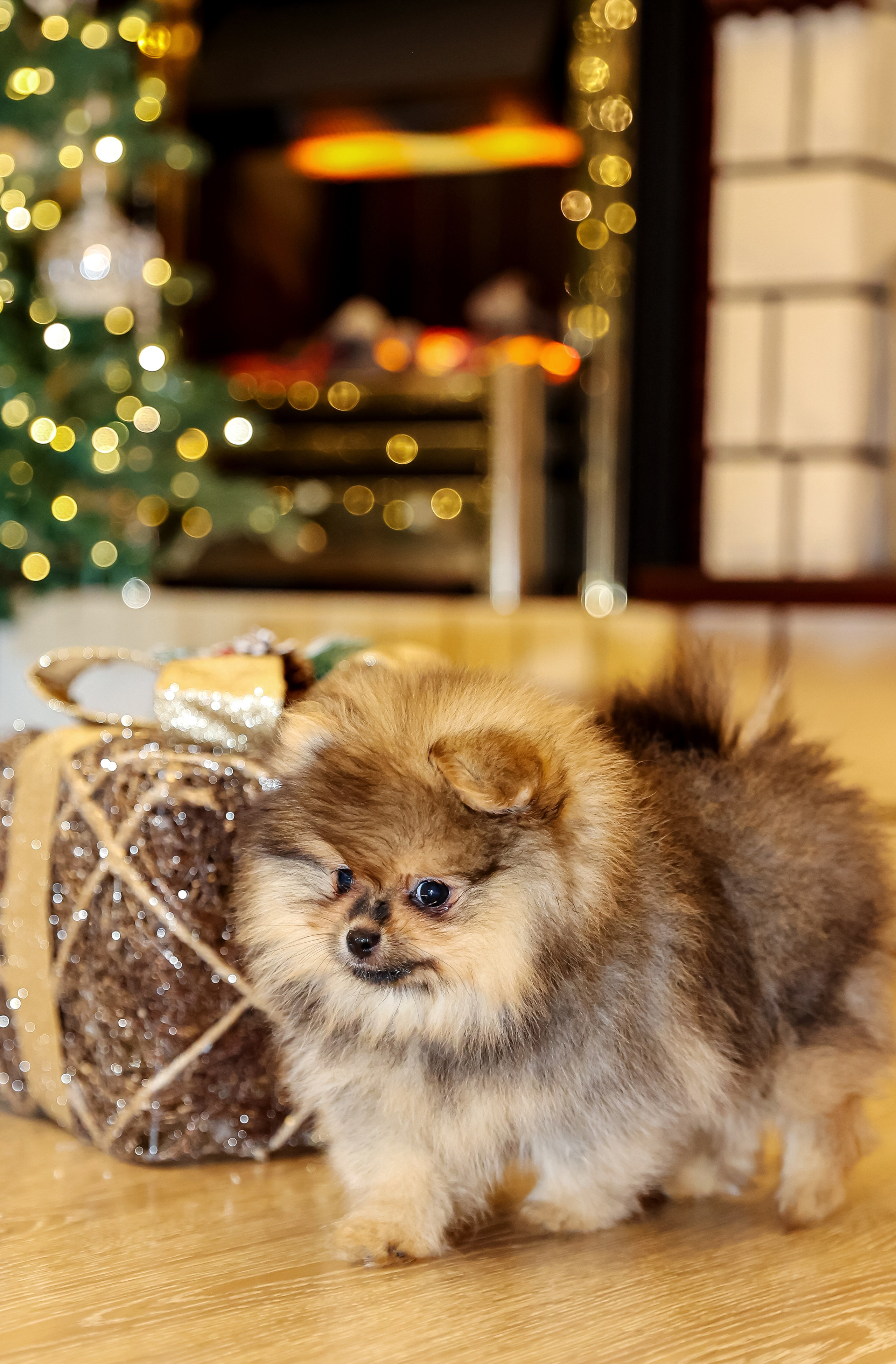 Съемка щенков шпица. Фотограф — Татьяна Кириллова, г. Санкт-Петербург