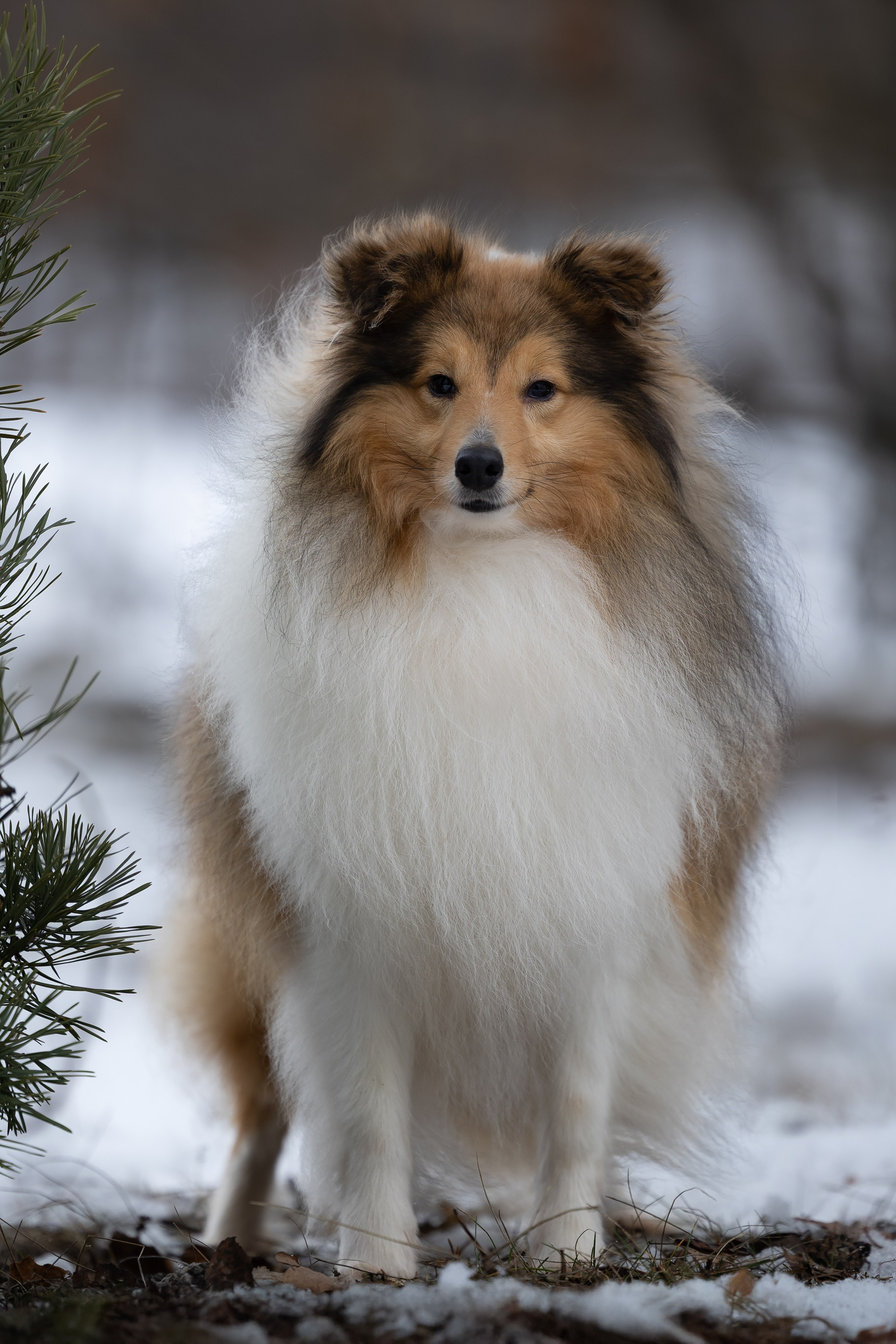 Питомник Стэйсилайн. Мои работы