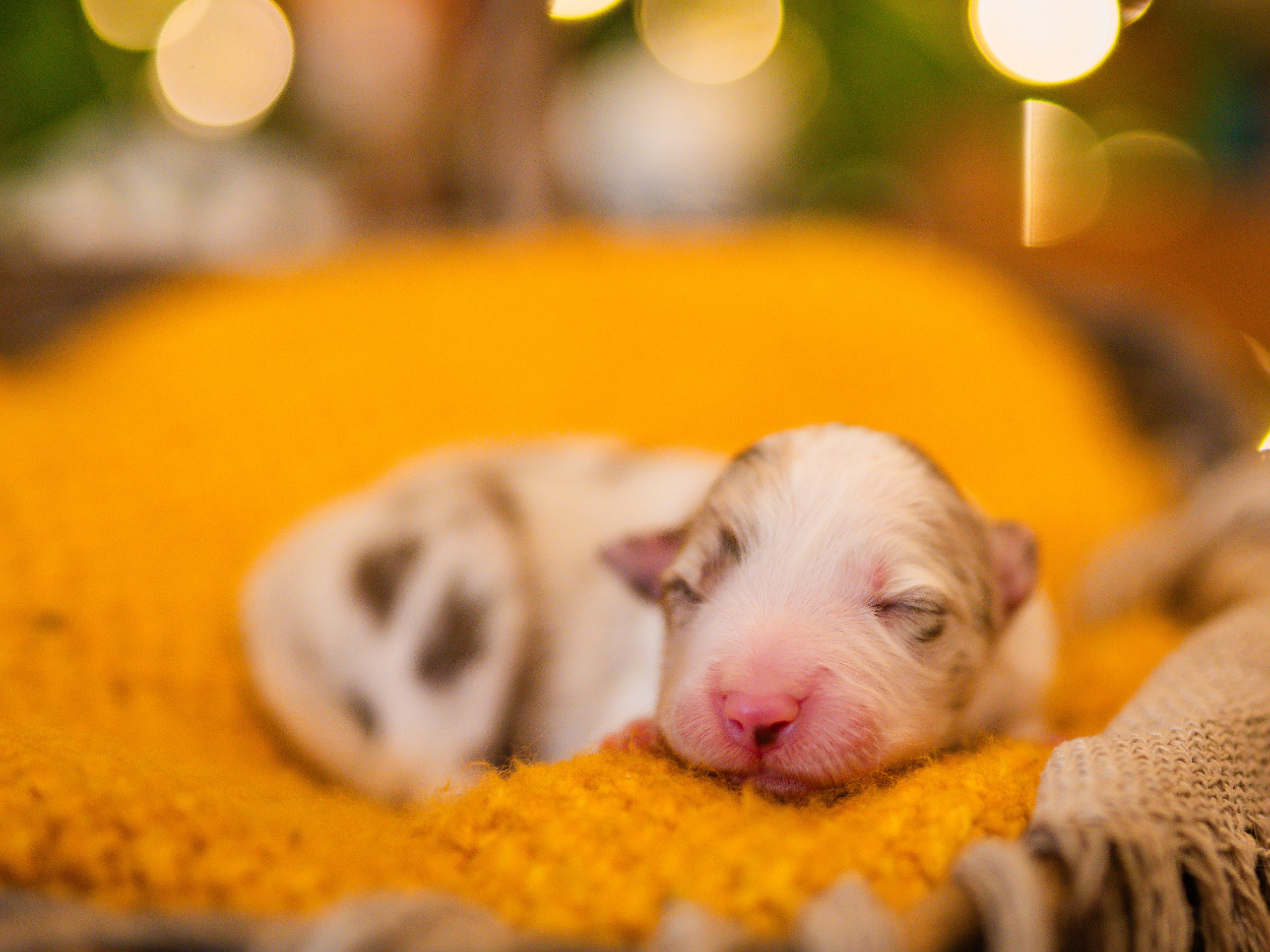 Фритсвит. Семейный фотограф Ефремова Виктория