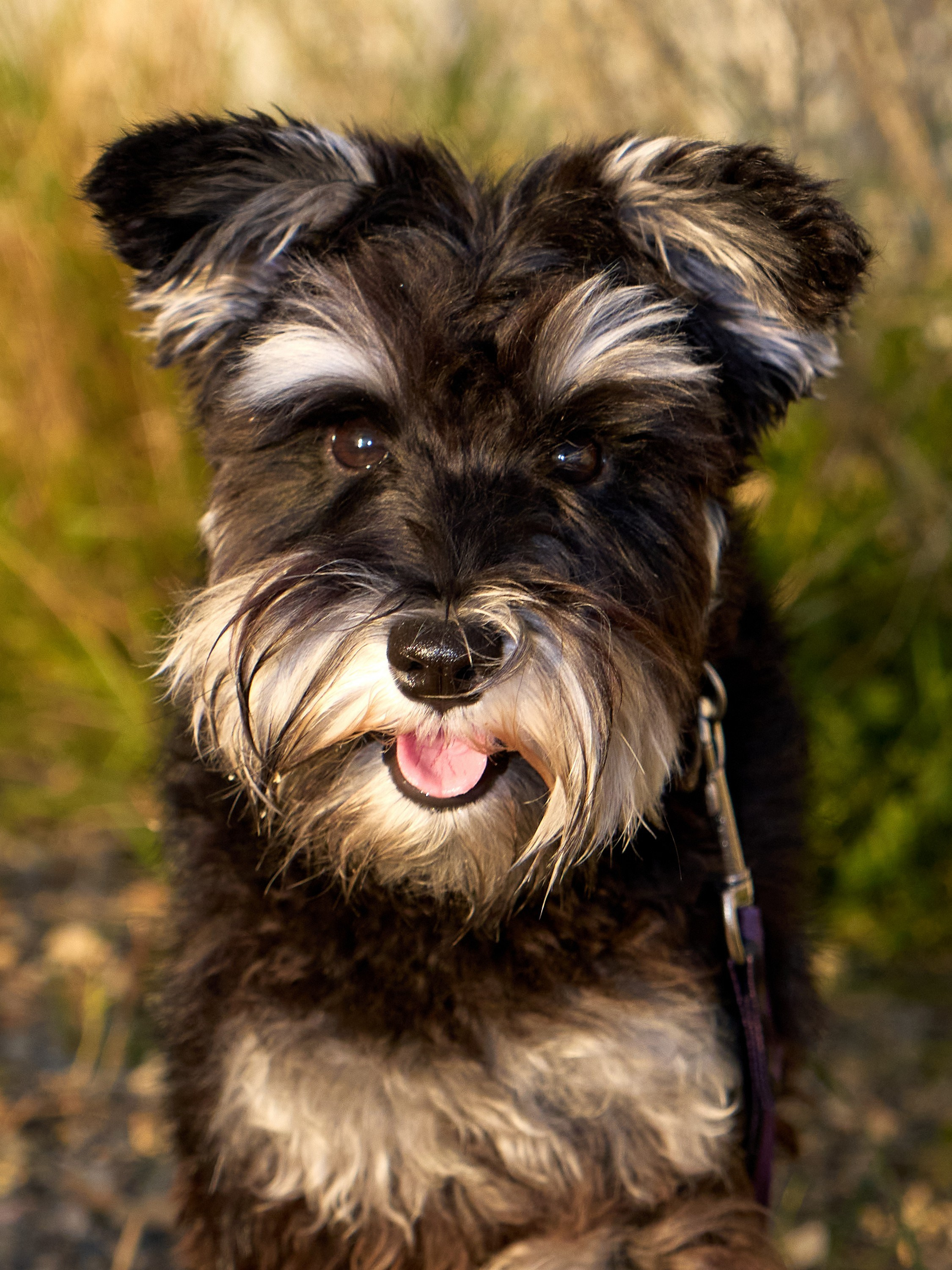 Съемка собак. Фотограф в Екатеринбурге Анастасия Фе