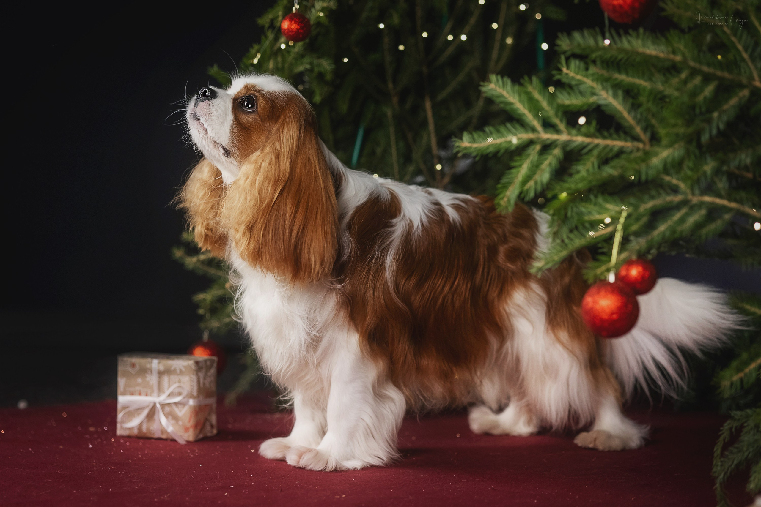 Фотодень_1 2025. Фотограф анималист Аня Ливанова | Рыбинск