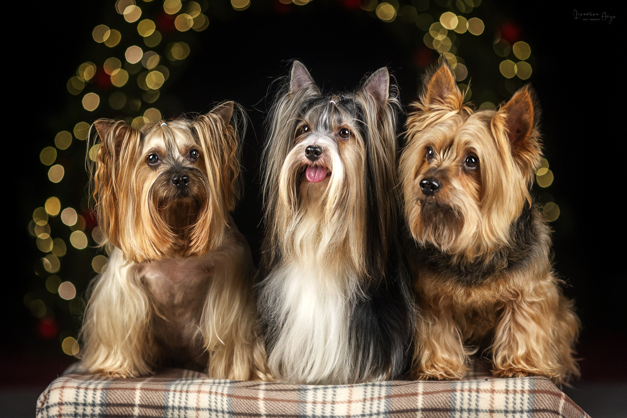 Фотодень_1 2025. Фотограф анималист Аня Ливанова | Рыбинск