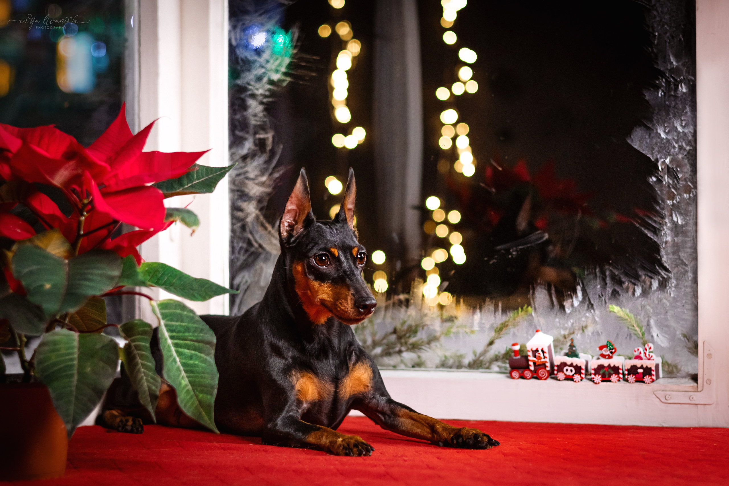 Окошко. Фотограф анималист Аня Ливанова | Рыбинск