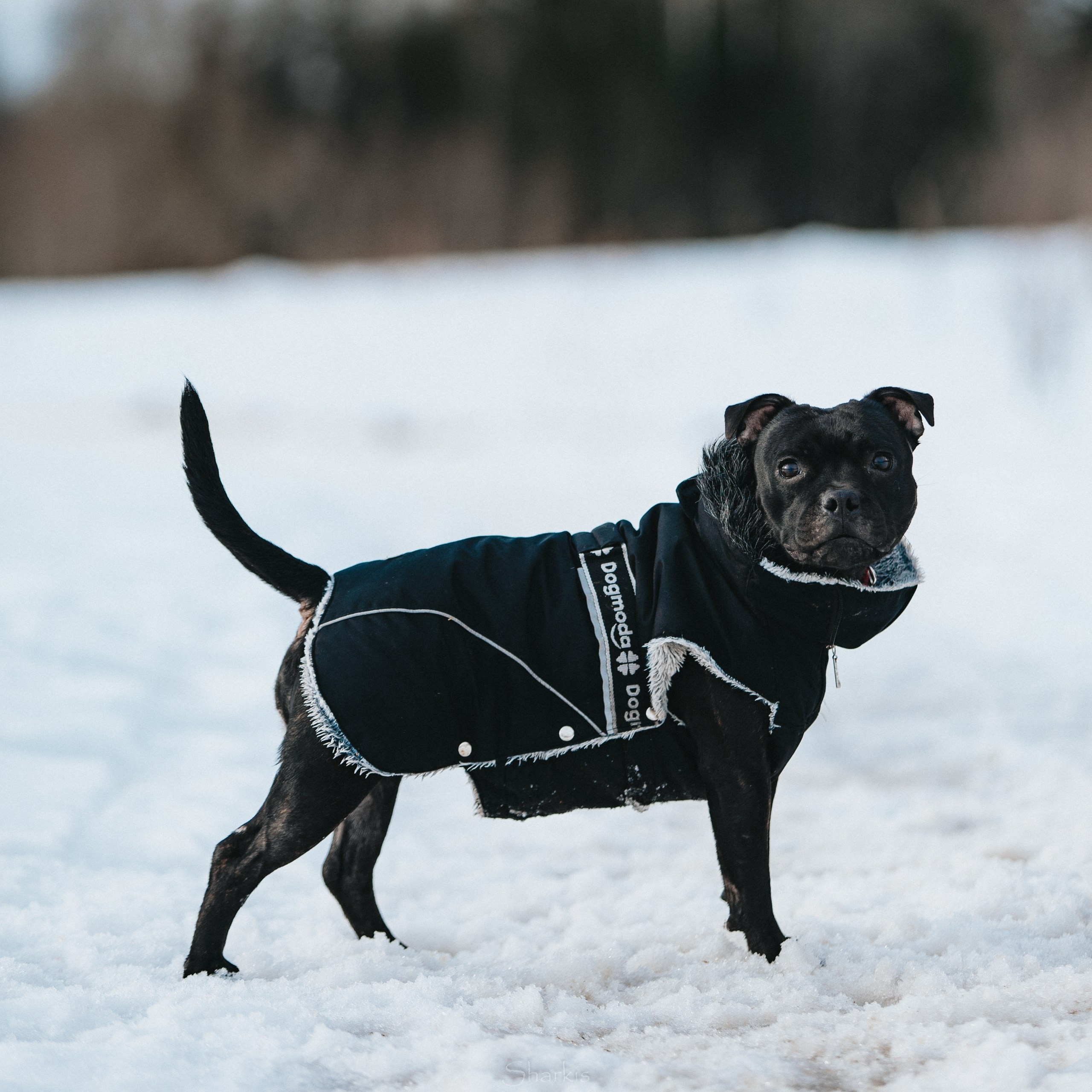 Гелий и Тсахик. Фотограф Елизавета Филатова