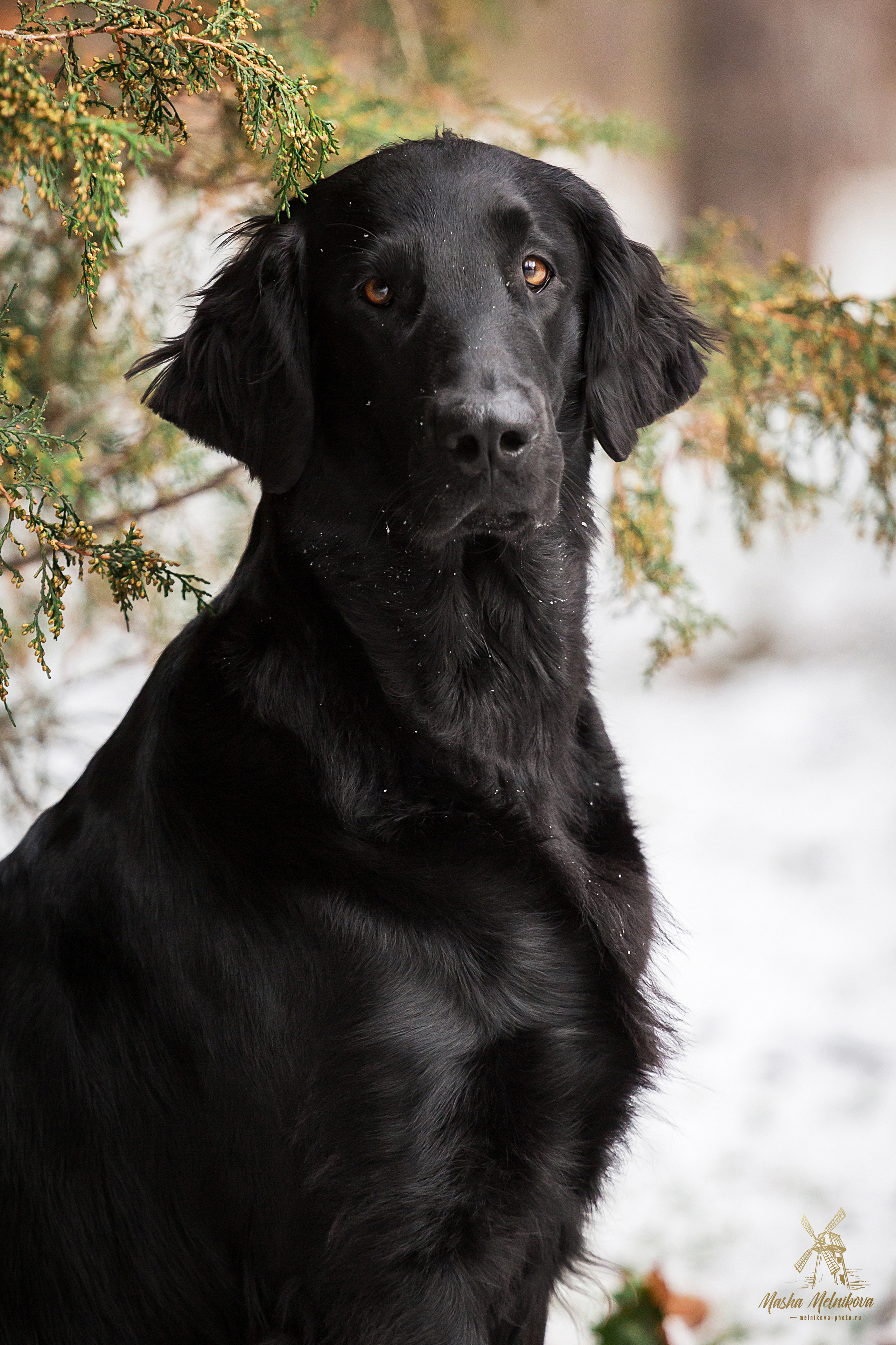 Экстерьерная съёмка Краснодар. Фотограф-анималист в Краснодаре Маша Мельникова