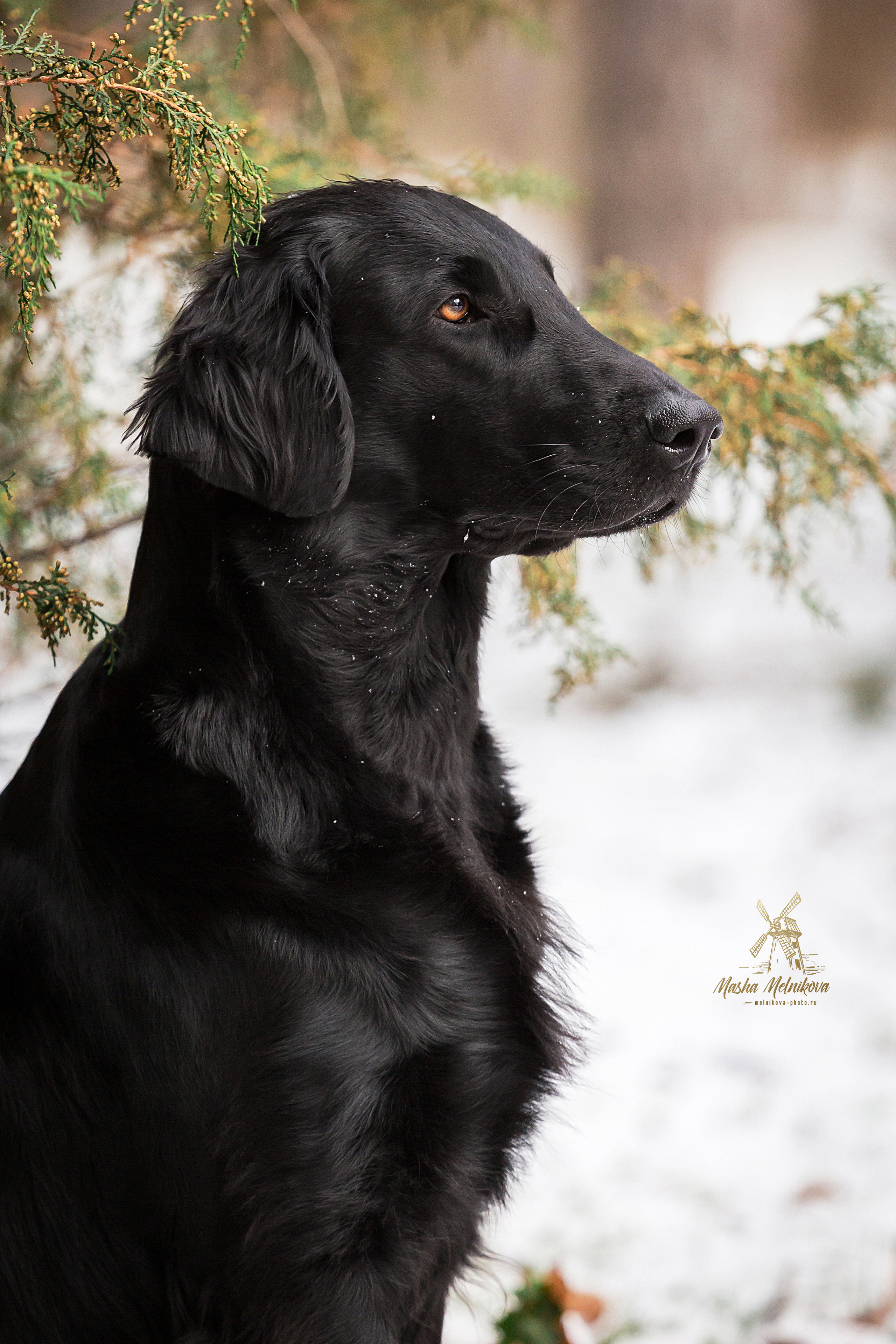 Экстерьерная съёмка Краснодар. Фотограф-анималист в Краснодаре Маша Мельникова
