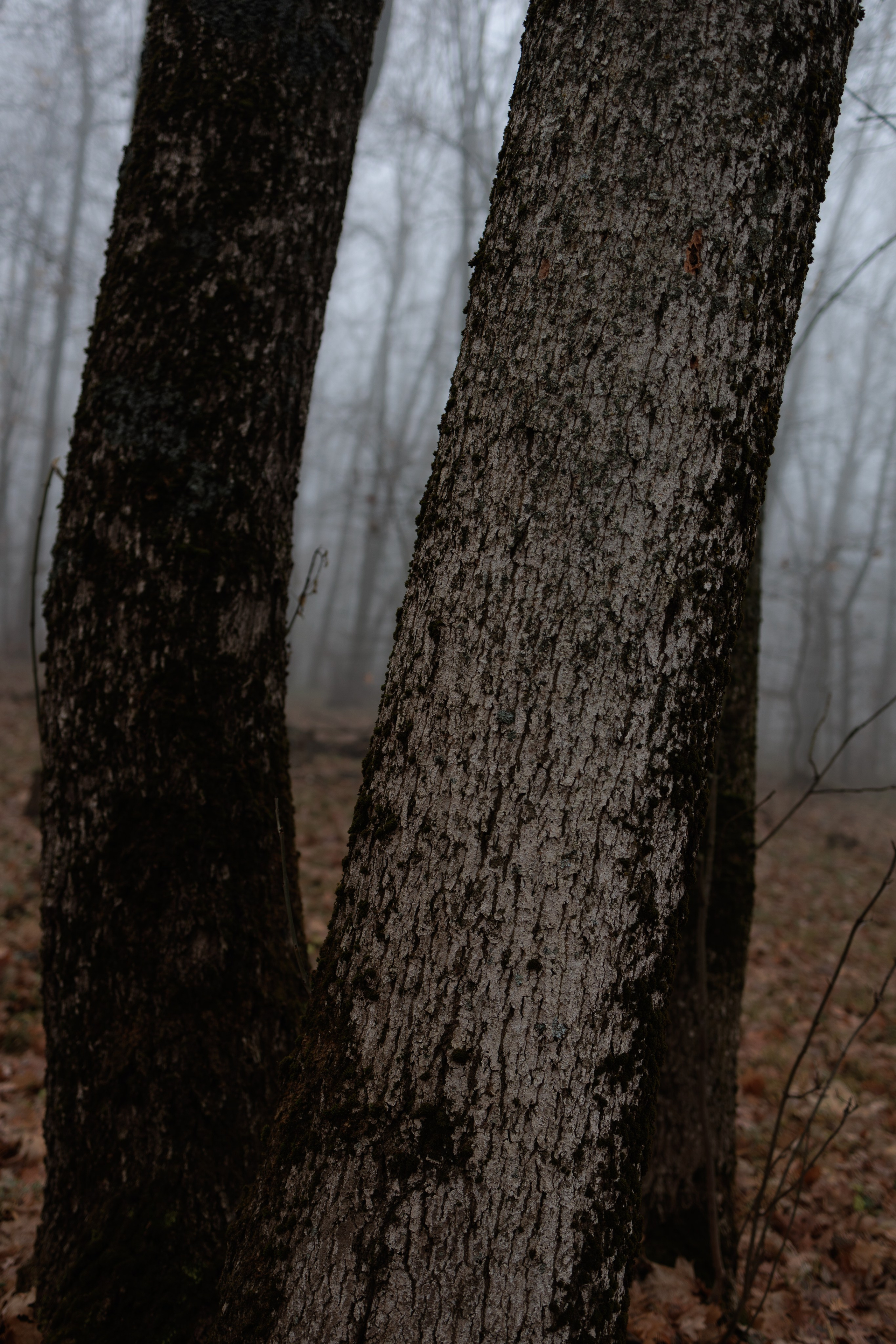 В туманном лесу. Семейный фотограф в Белгороде