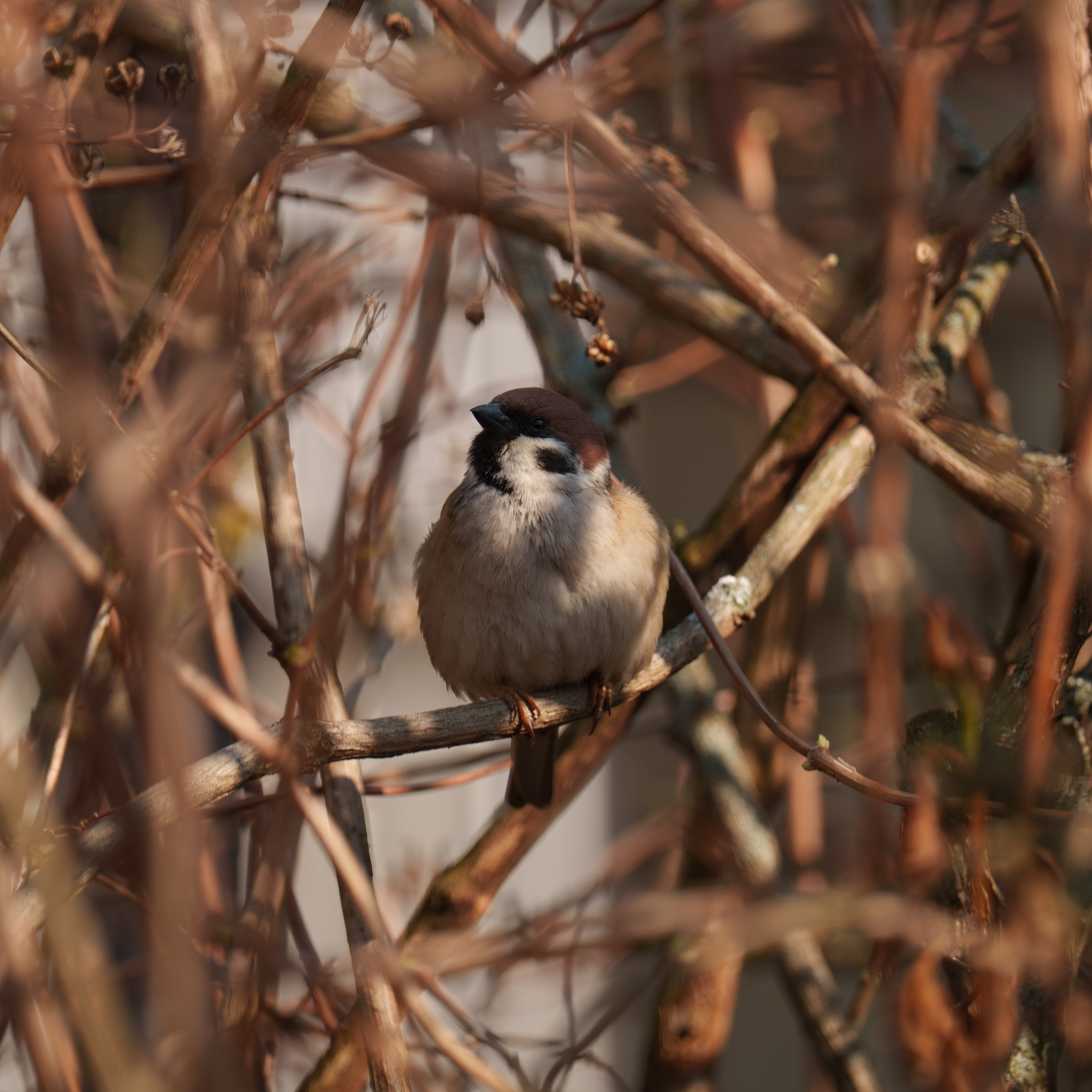 Animals — Животные