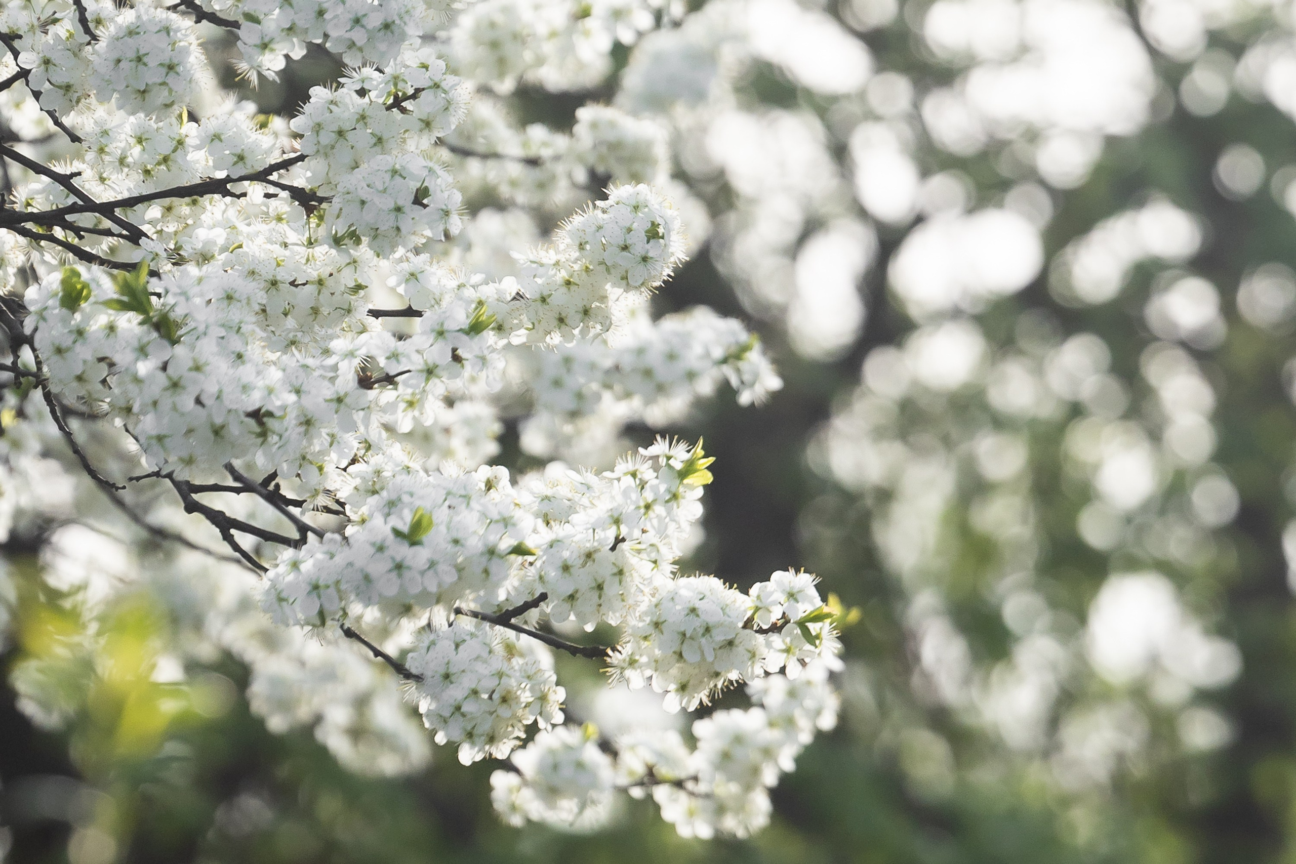 Природа. Фотограф Владимир Охрименко