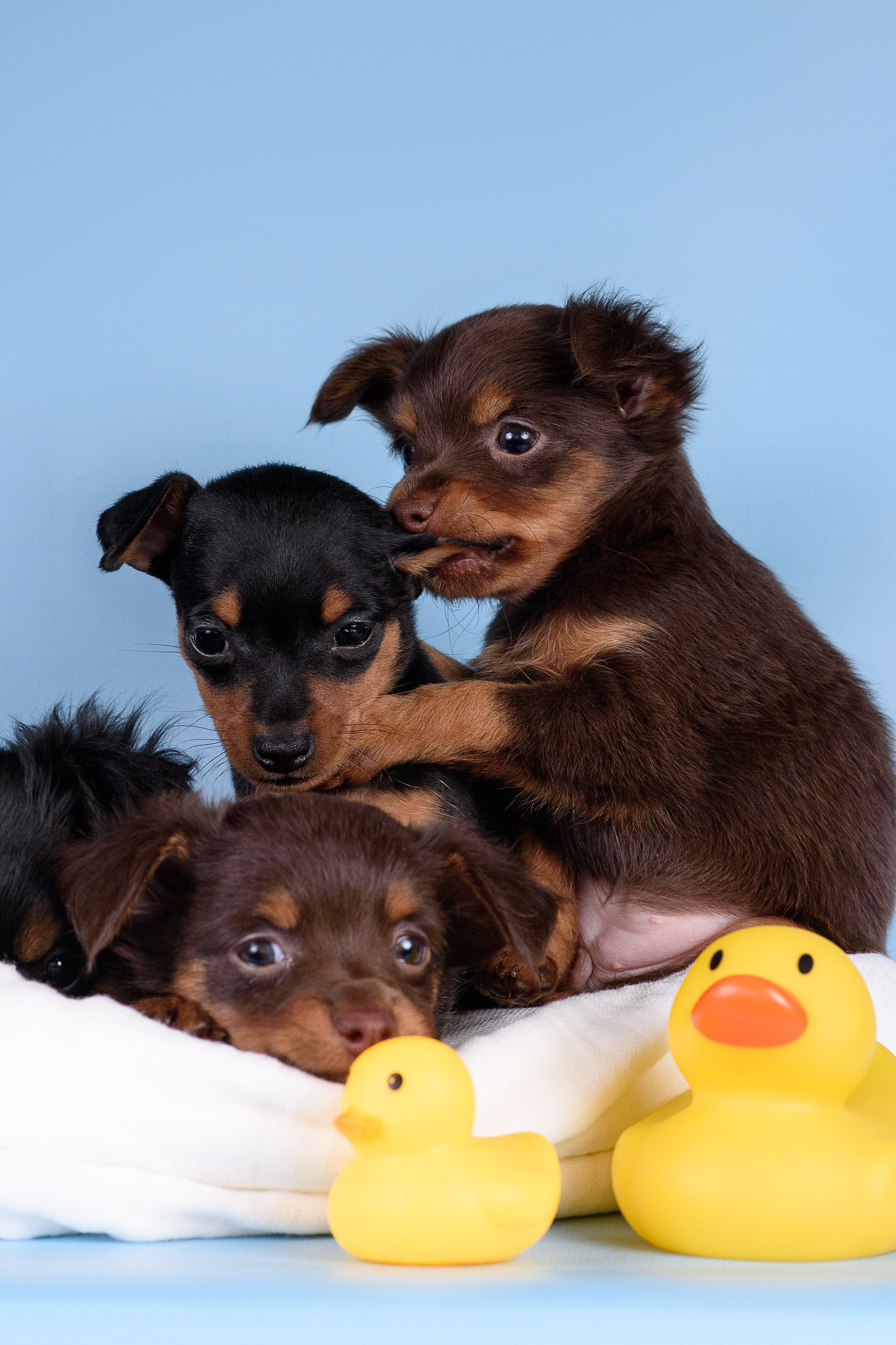 Щенки Пражских крысариков -13.04.2024. Фотограф — Анималист | Анна Абрамова