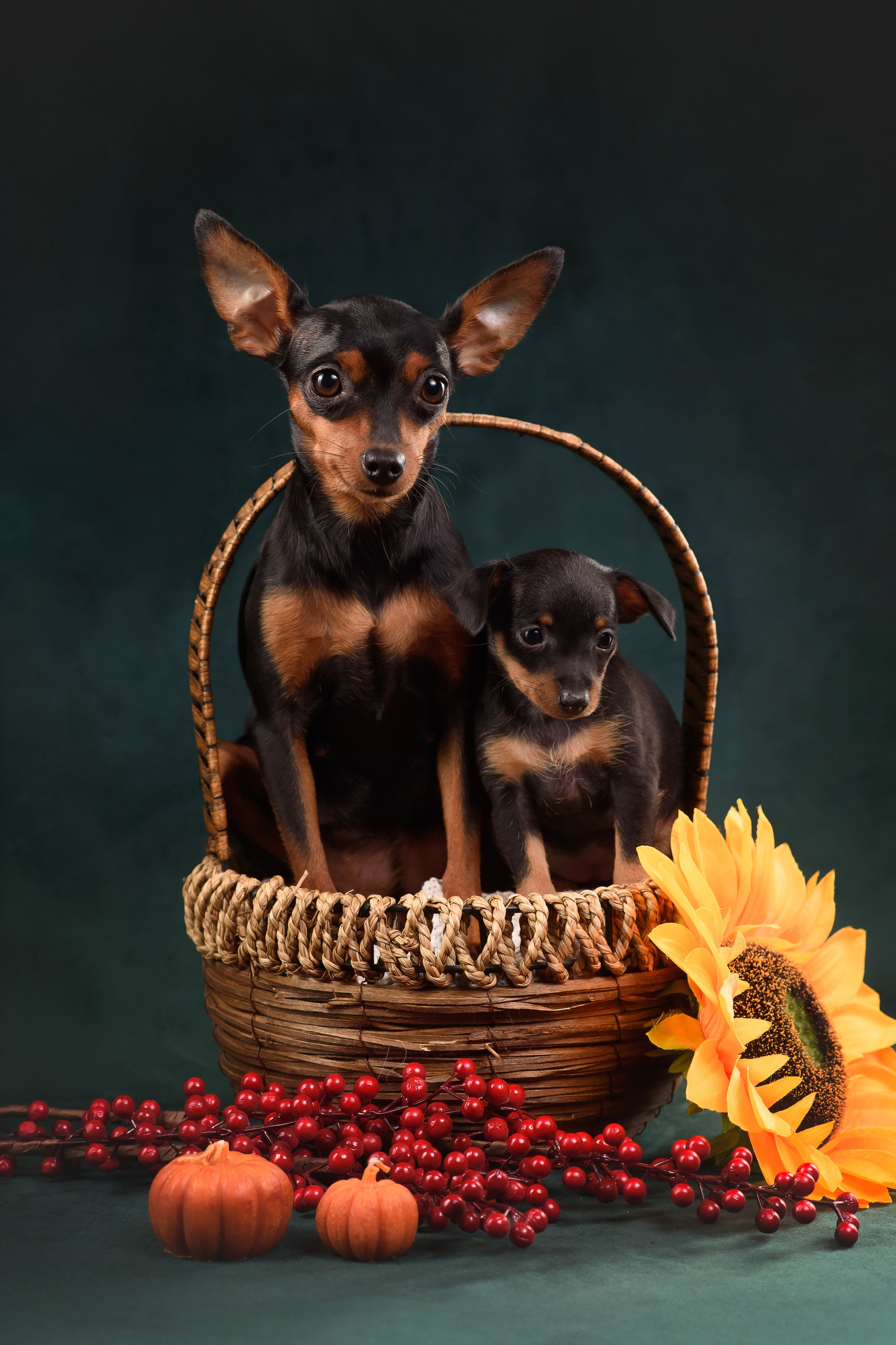 Щенки Пражского крысарика — 19.10.2025. Фотограф — Анималист | Анна Абрамова