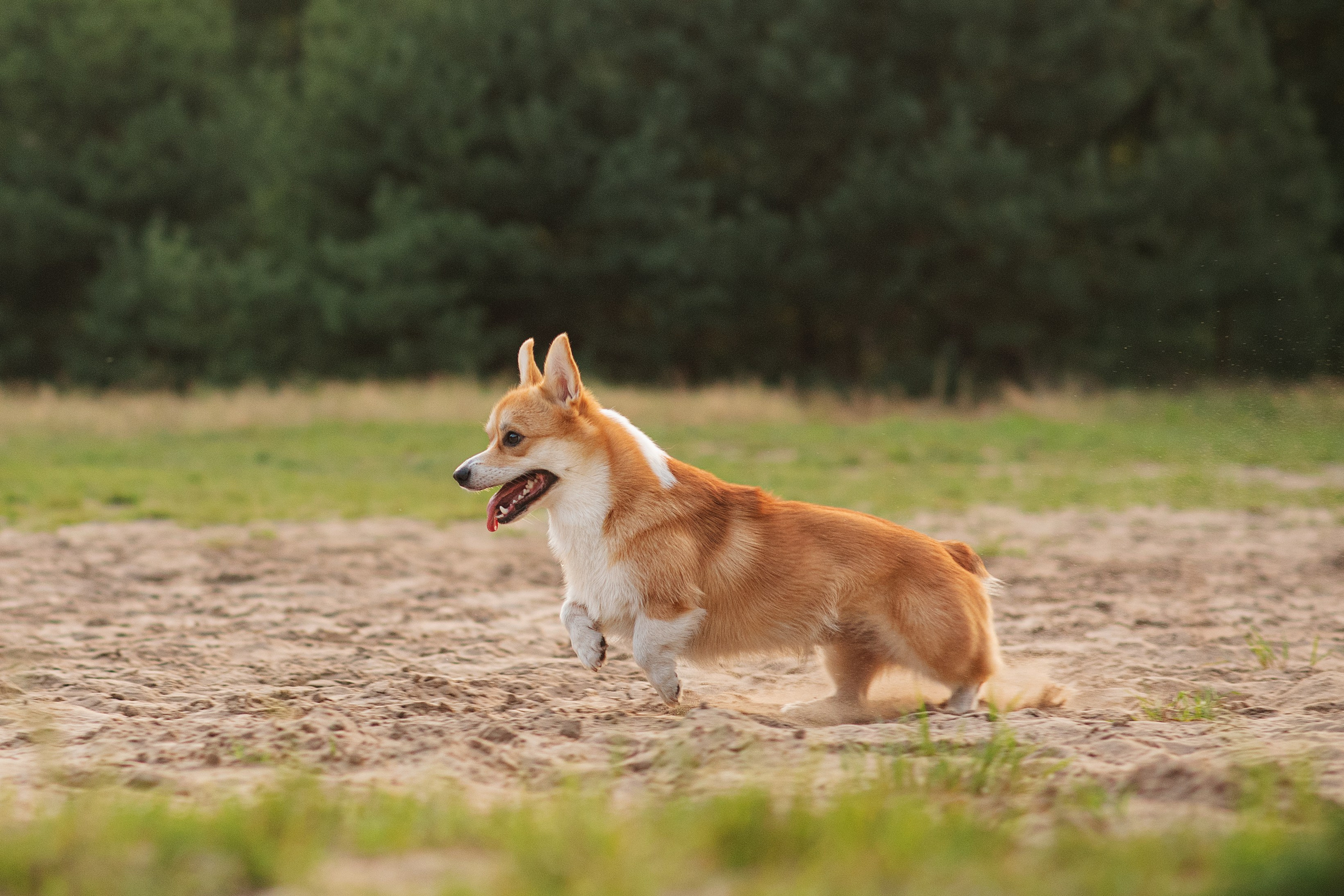 Саша, Оксана и Барни — 25.08.2024. Фотограф — Анималист | Анна Абрамова