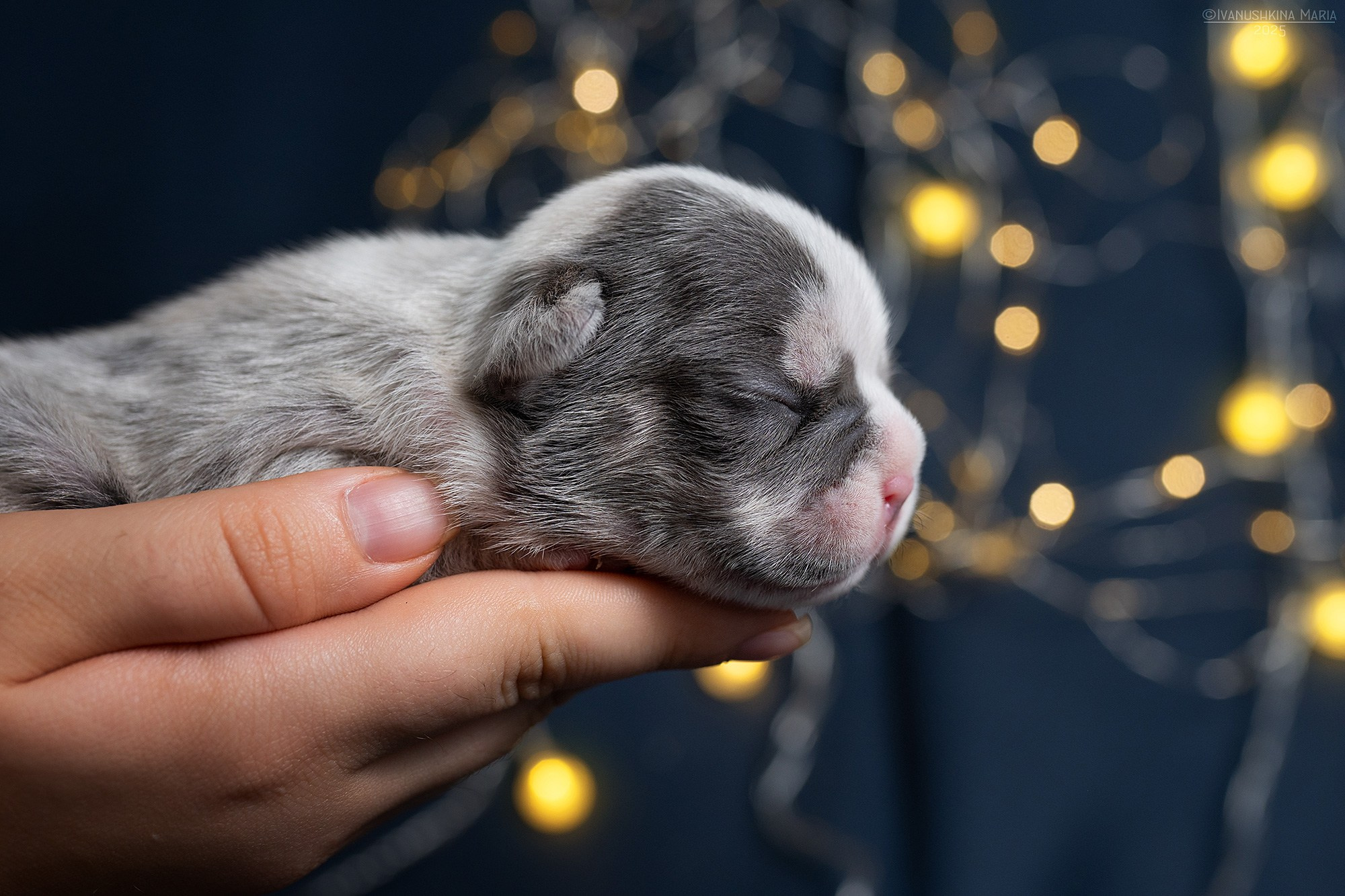 Ньюборн фотосессия щенков. Фотограф собак в Москве и Московской области Иванушкина Мария