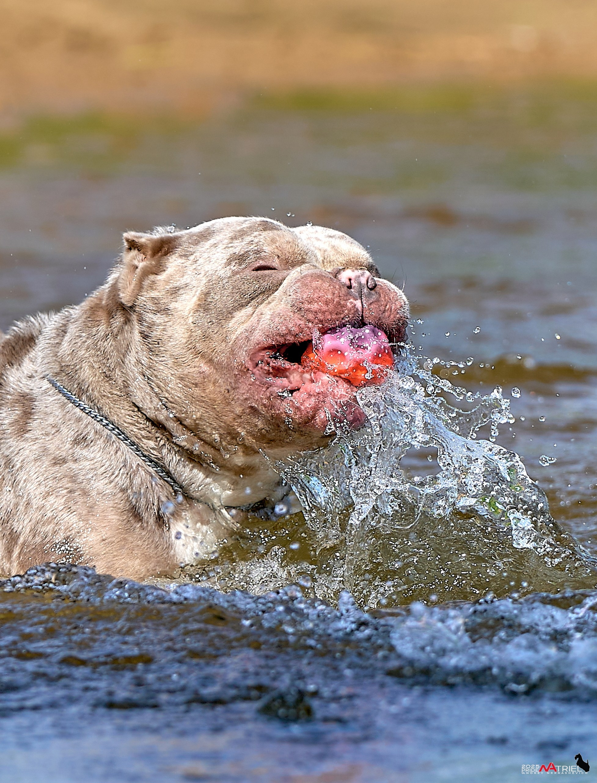 Съемка собак породы булли на природе