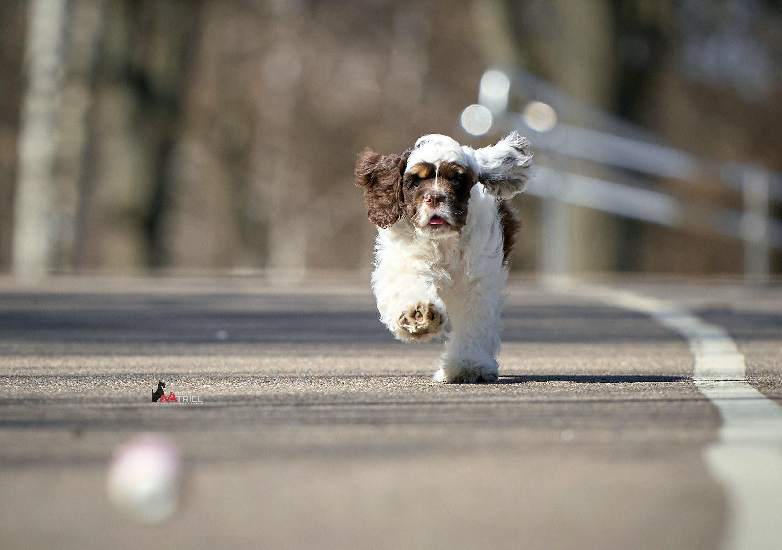 Прогулка со щенком