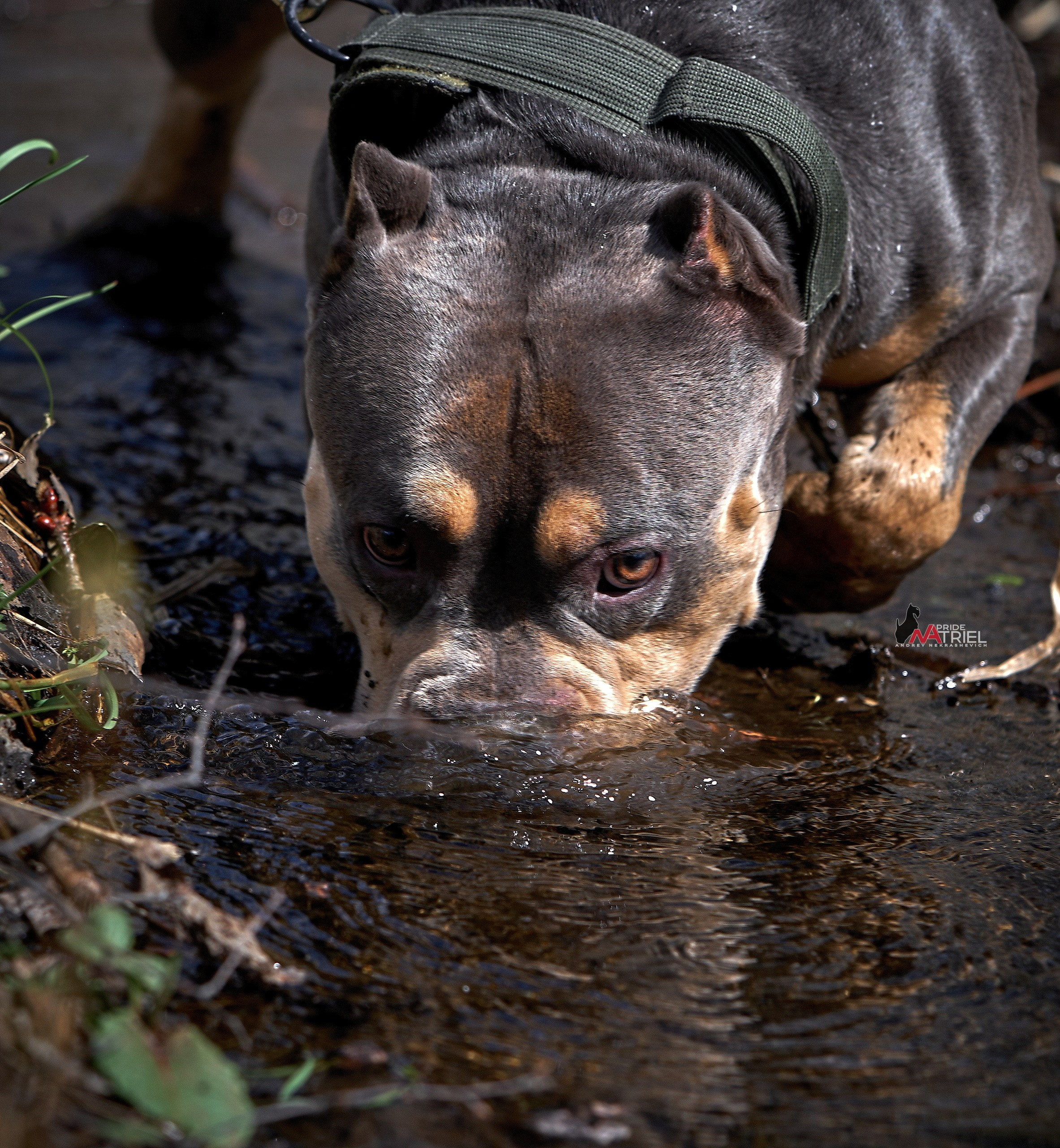 Портреты собак — галерея NATRIEL