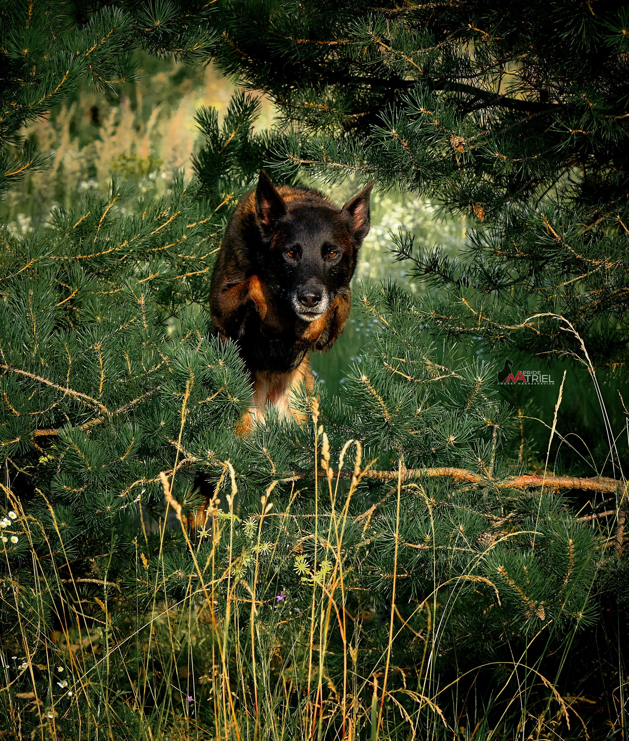 Прогулка в движении — галерея NATRIEL