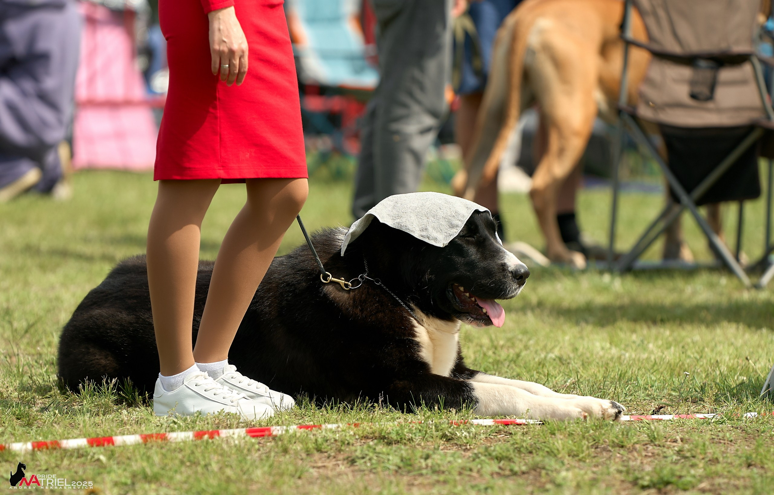 Выставка собак Суздаль-Владимир