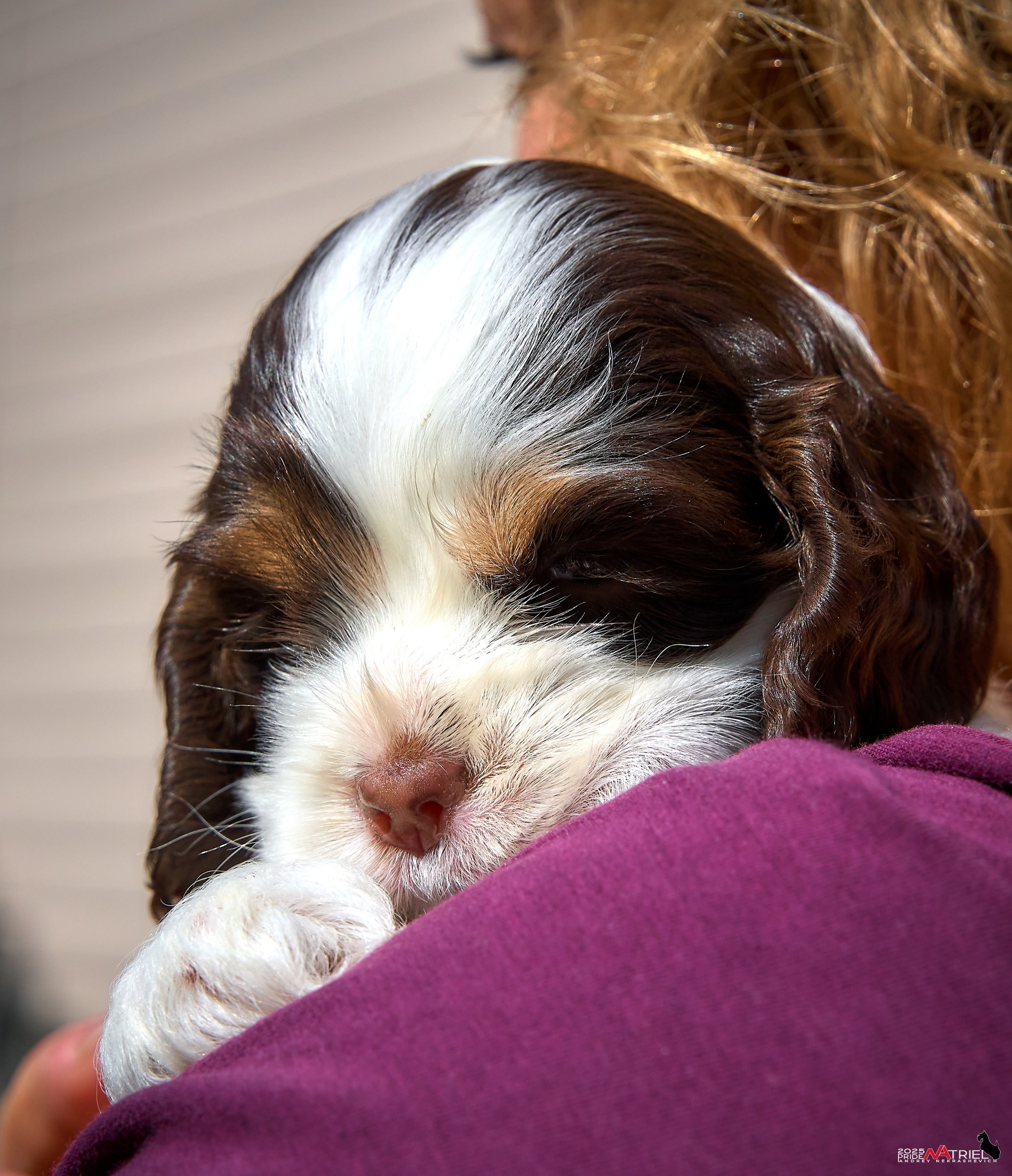 Щенки АмКокеров