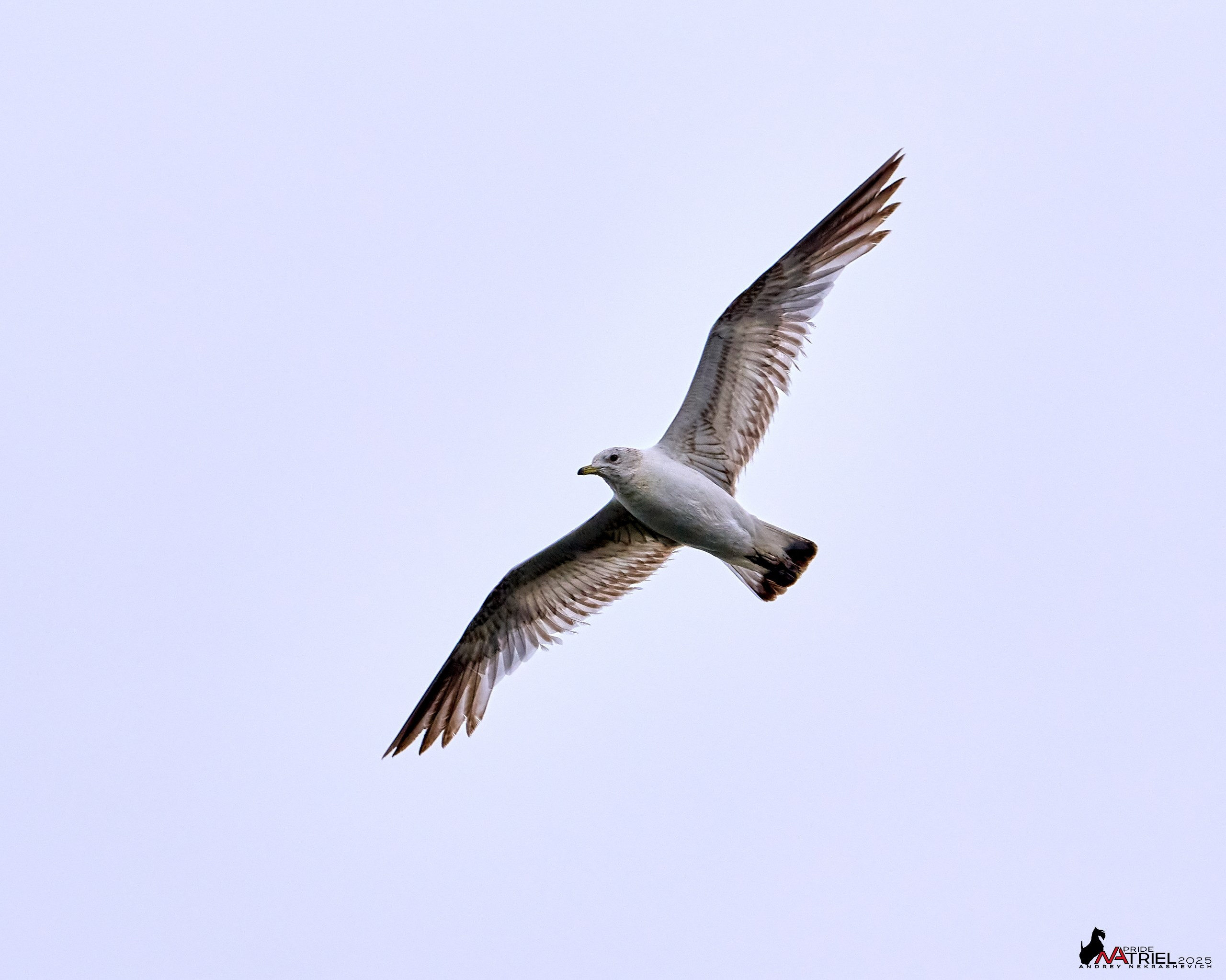 Съемка в парке на воде