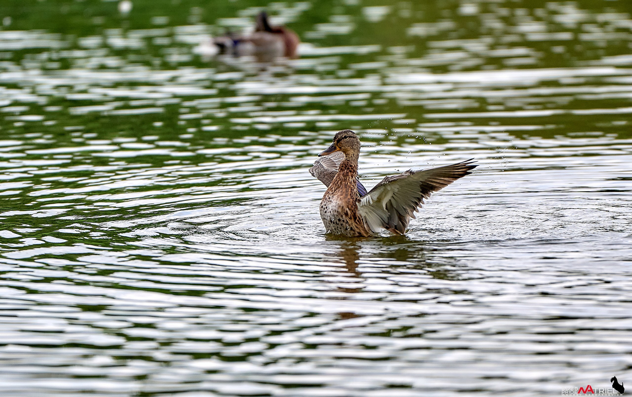 Утки на пруду