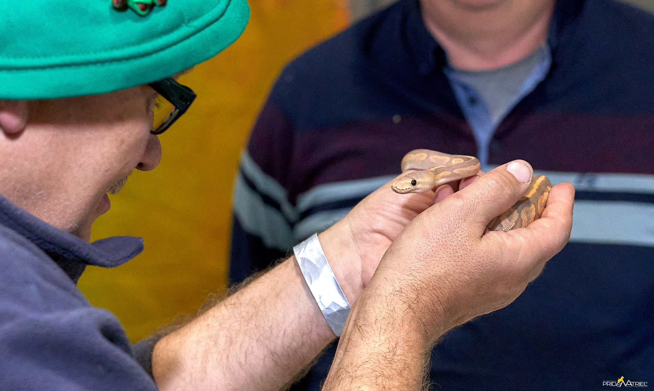 Выставки животных — галерея NATRIEL