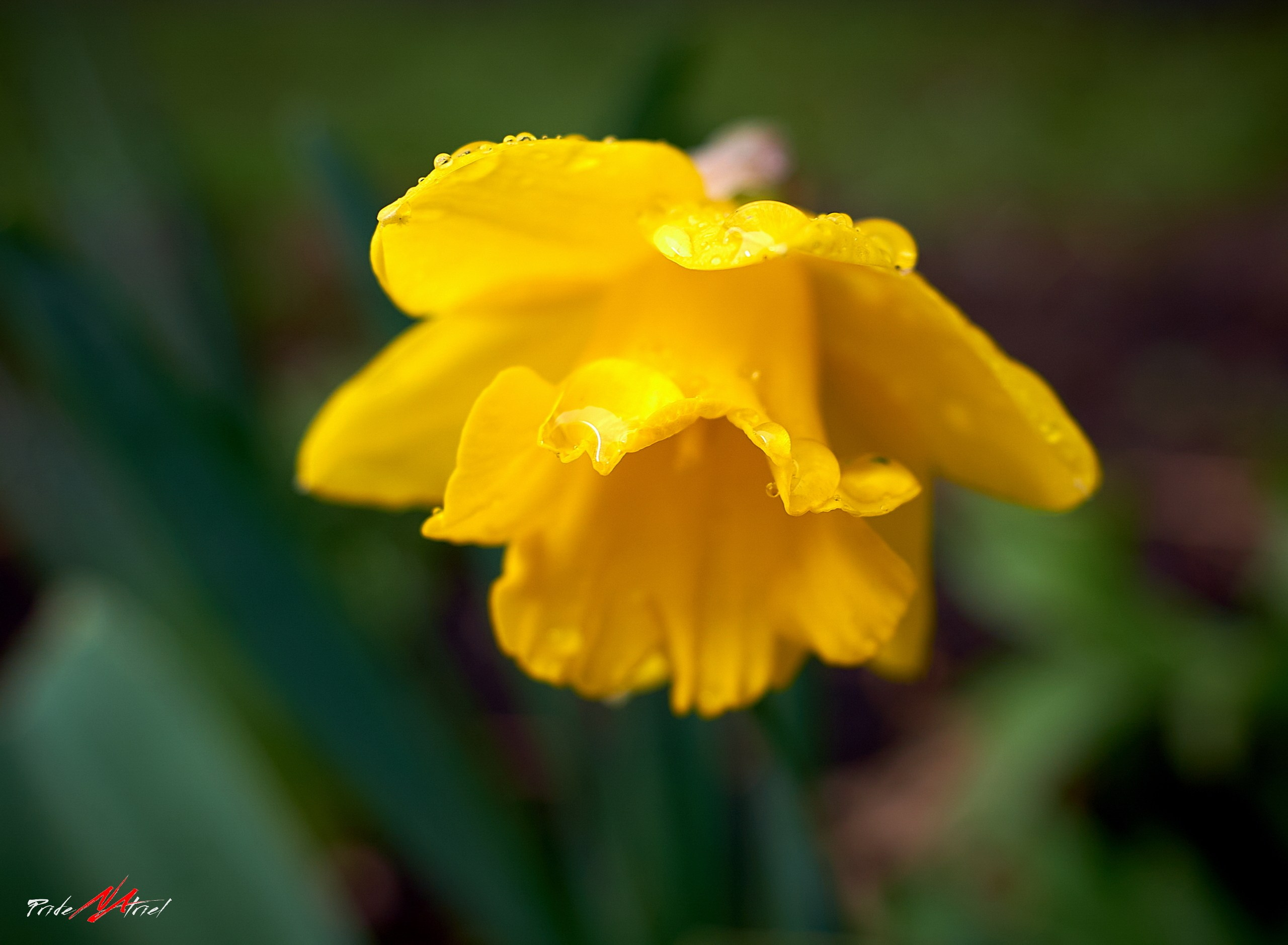 Лютики-цветочки — галерея NATRIEL